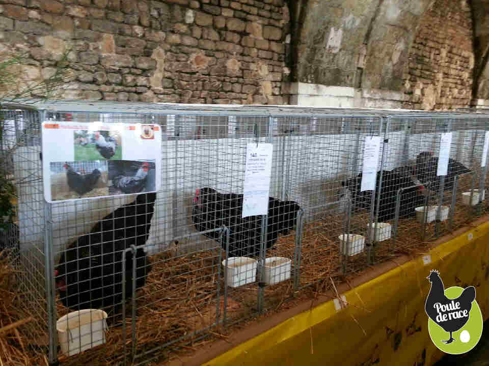 Marans noir à camail argenté