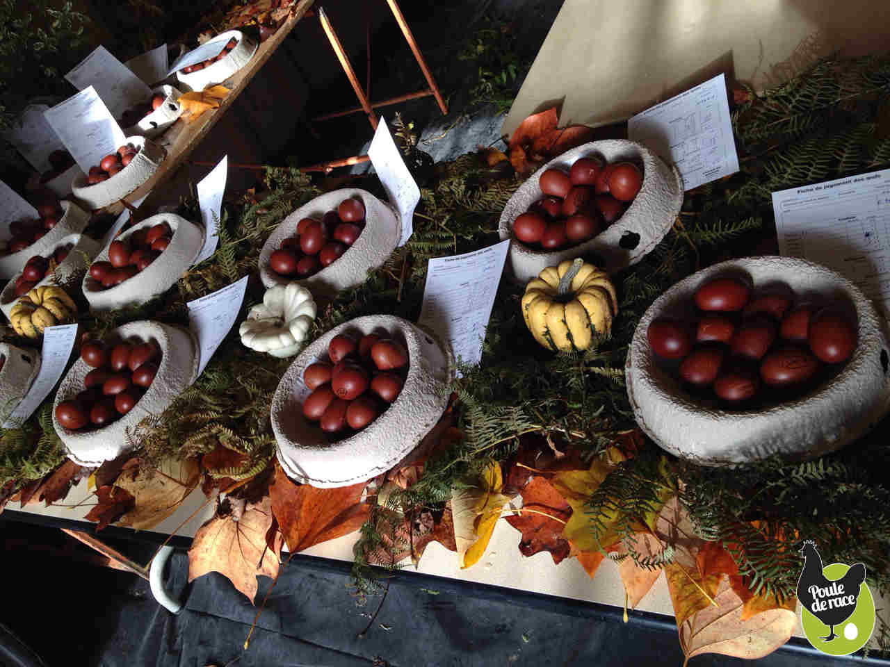 concours de l'oeuf de la poule de Marans