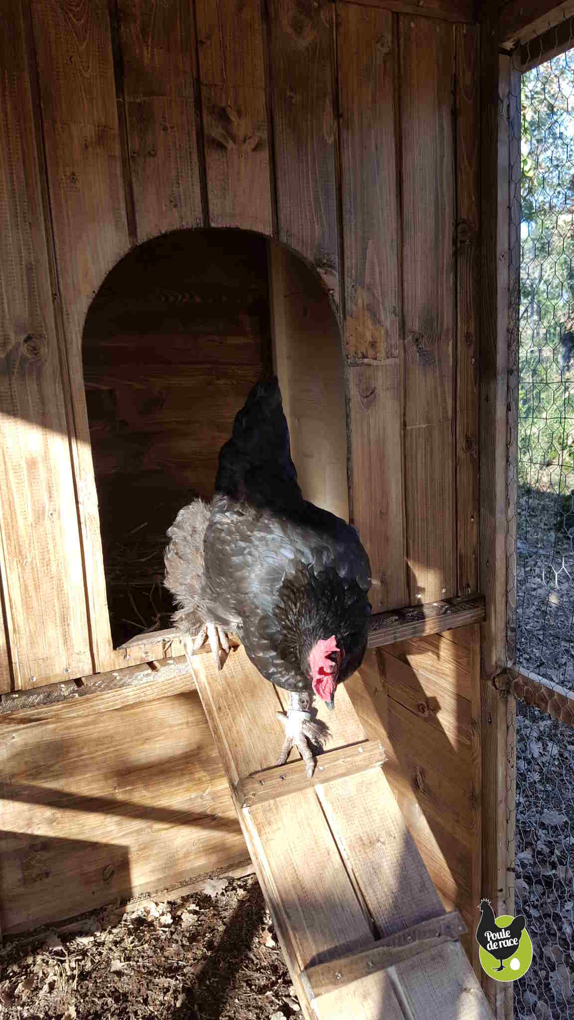 poulailler en bois