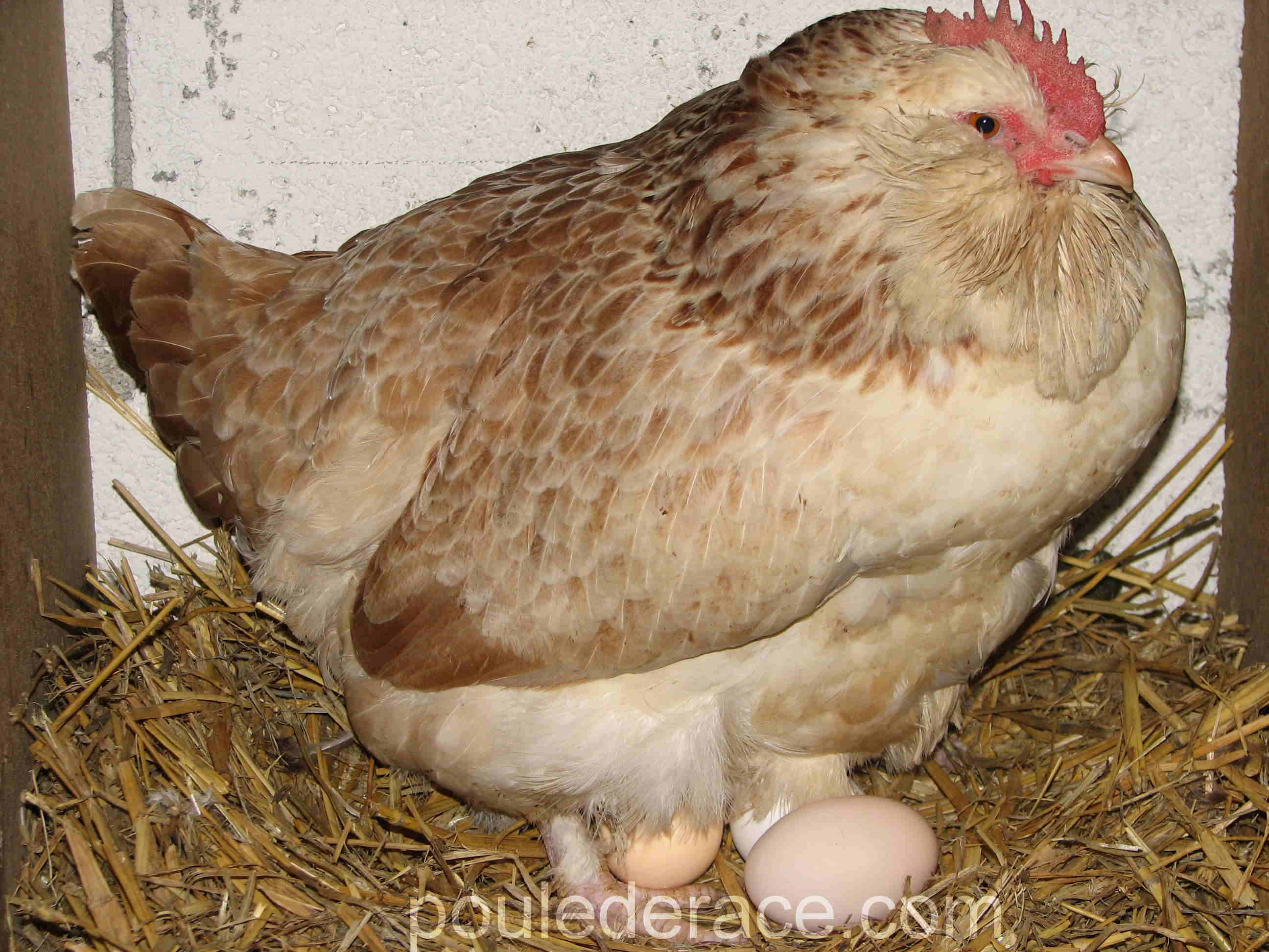 Jusqu à Quel âge Une Poule Pond