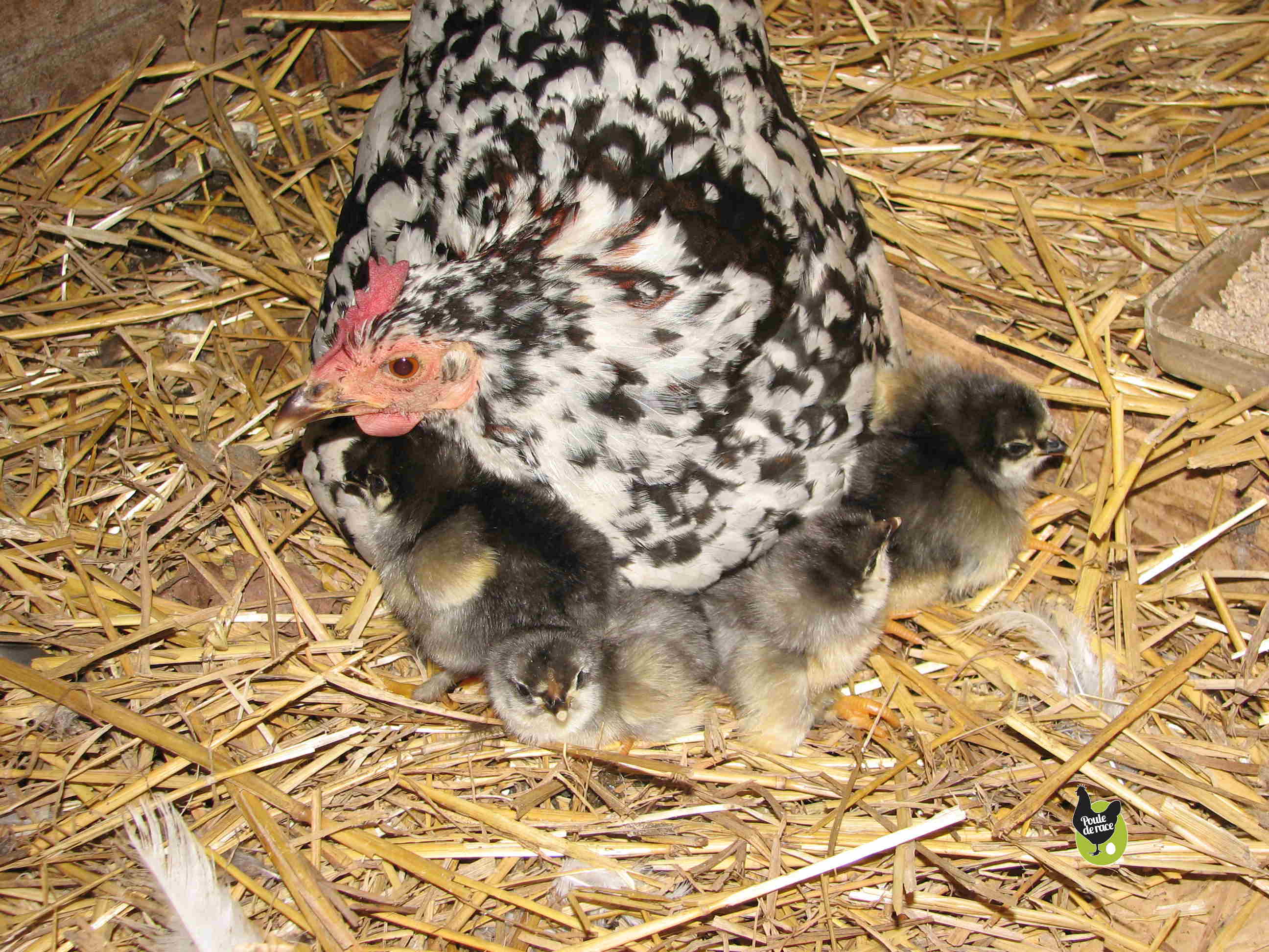 Photos de poussins