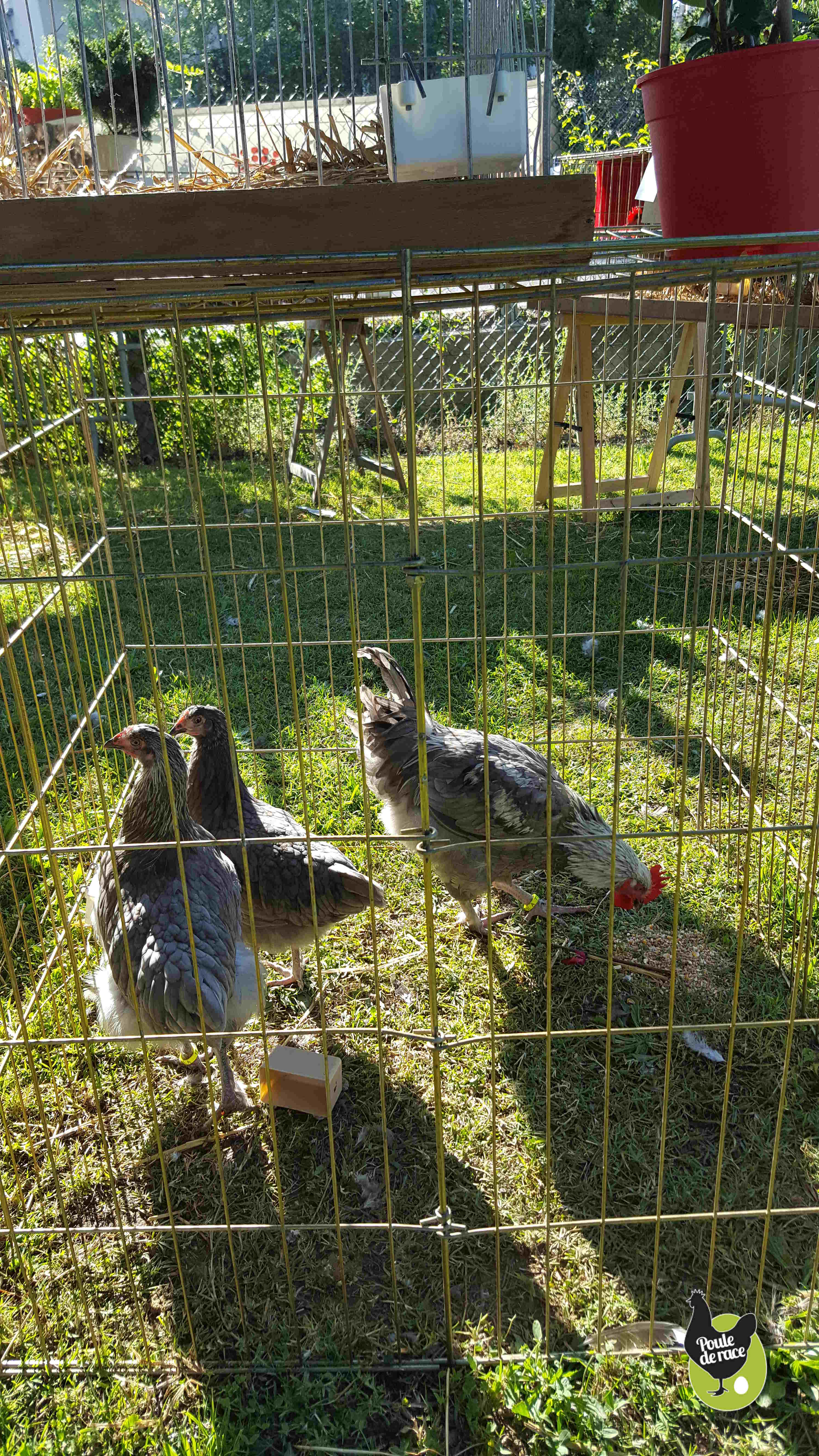 jeune trio de Marans bleu à camail argenté