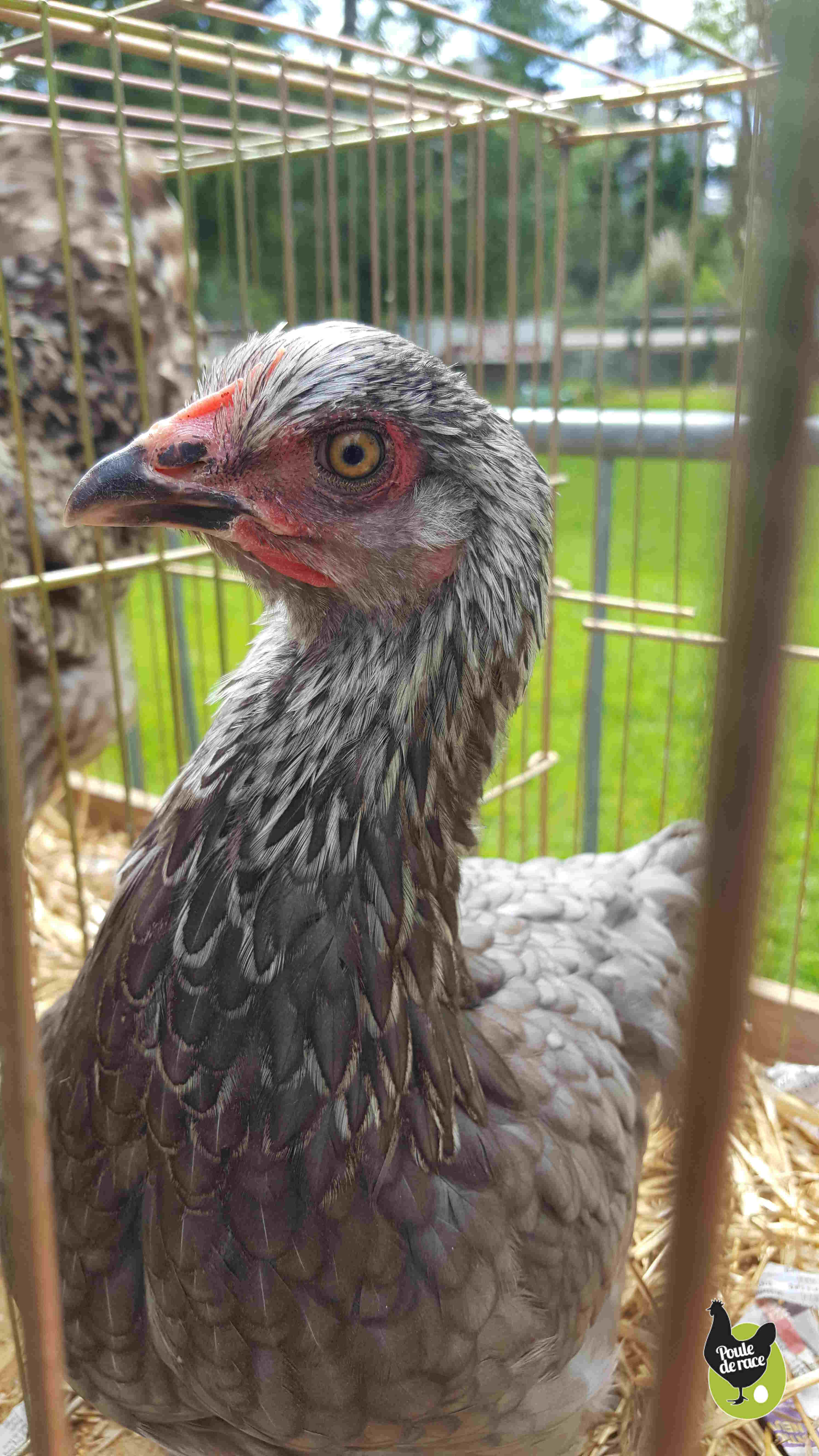 jeune poule marans bleue à camail argenté