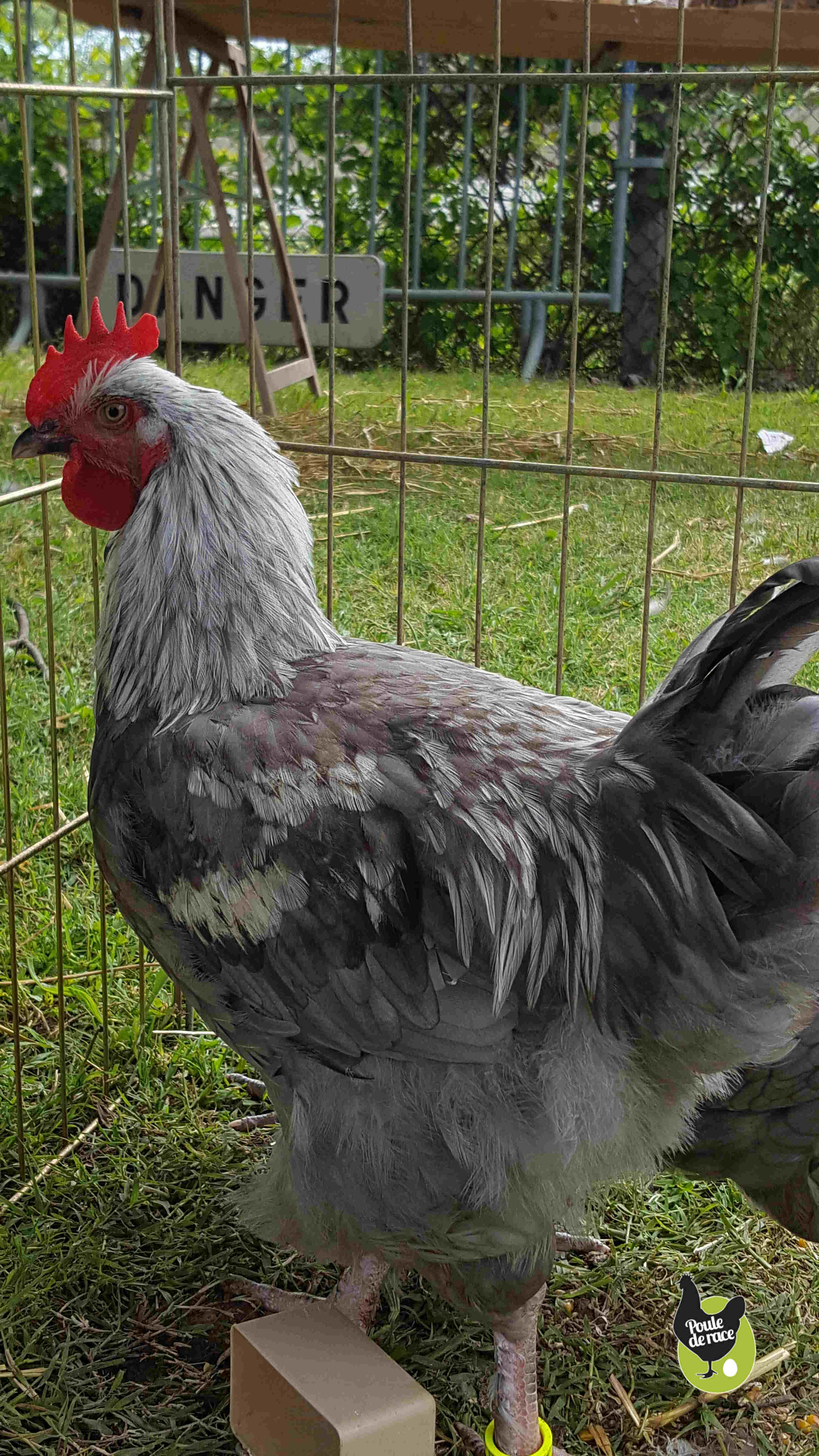 jeune coq bleu à camail argenté