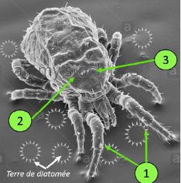 vue au microscope d'un pou rouge: 1 ancrage dans les articulations, 2 perforation de l'exosquelette, 3 abrasion carapace + absortion