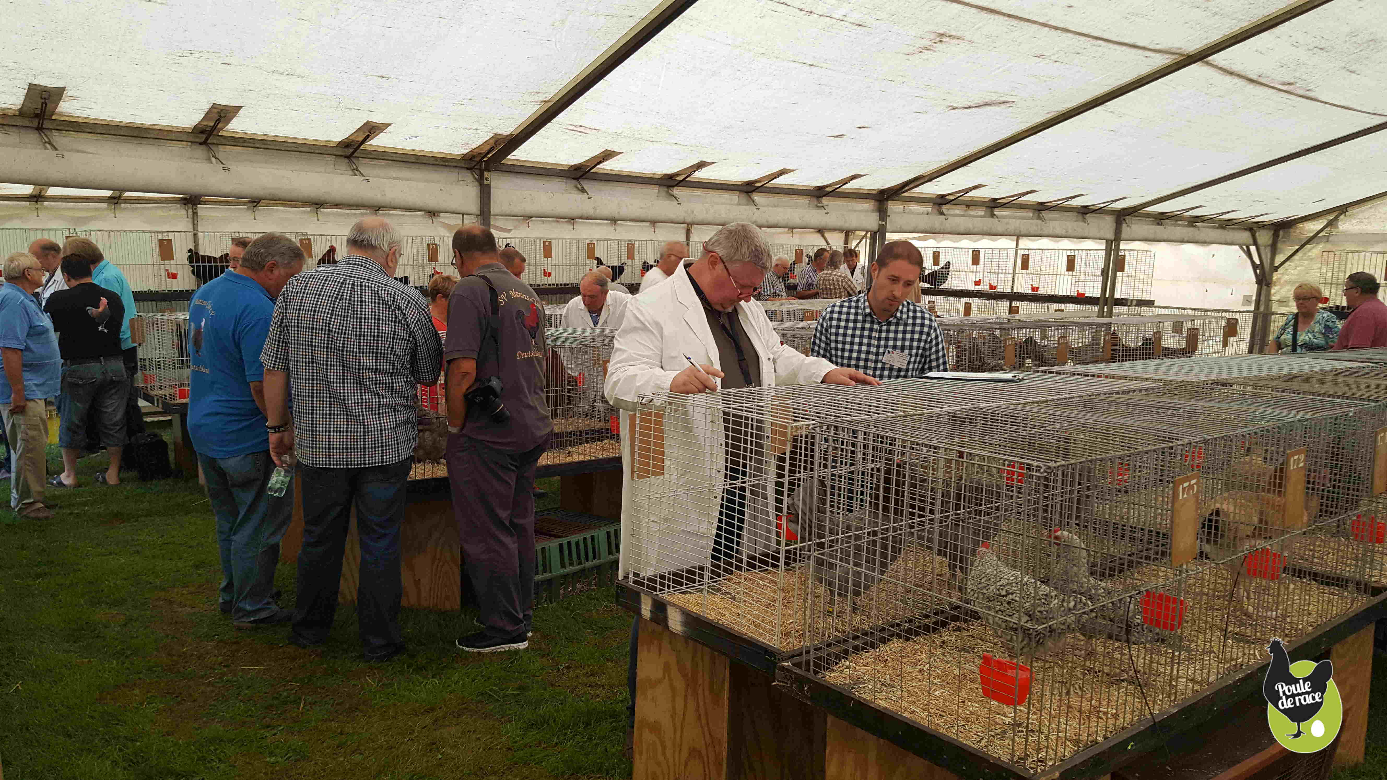 Journée de la poule de Marans en Belgique