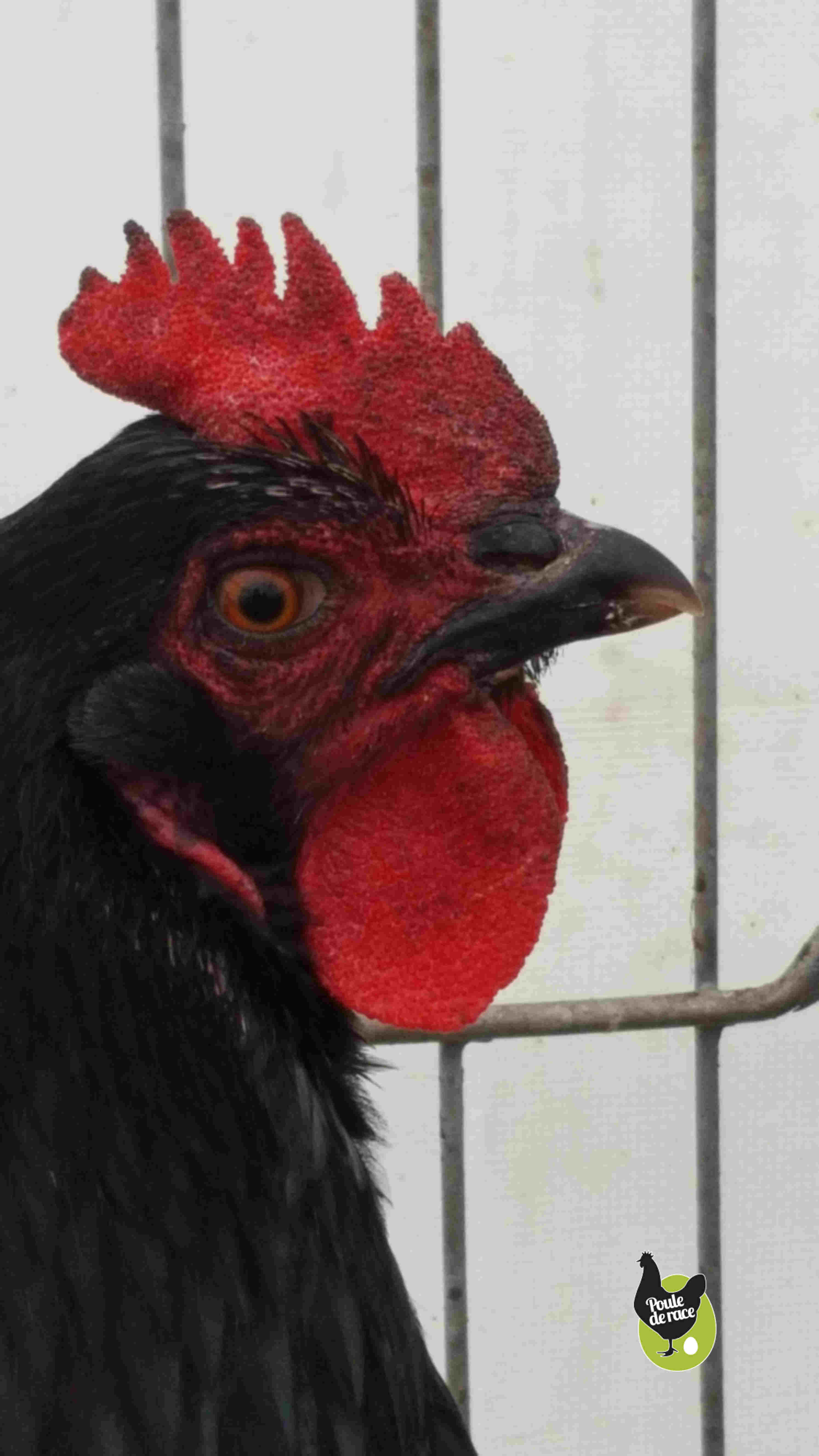 poule Marans bleu à camail cuivré avec une très belle couleur d'oeil