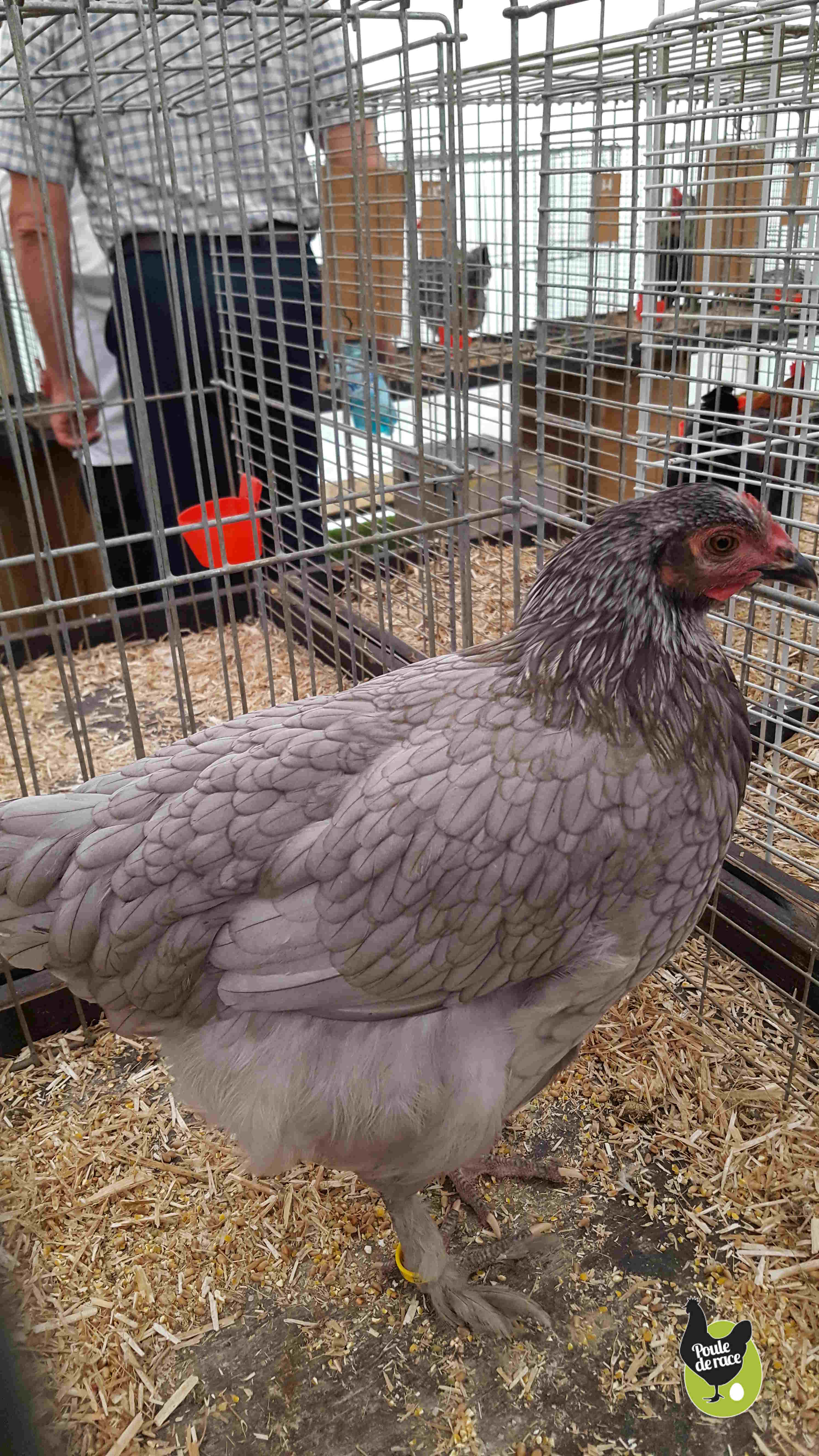 poule Marans bleue à camail argenté en cours d'homologation