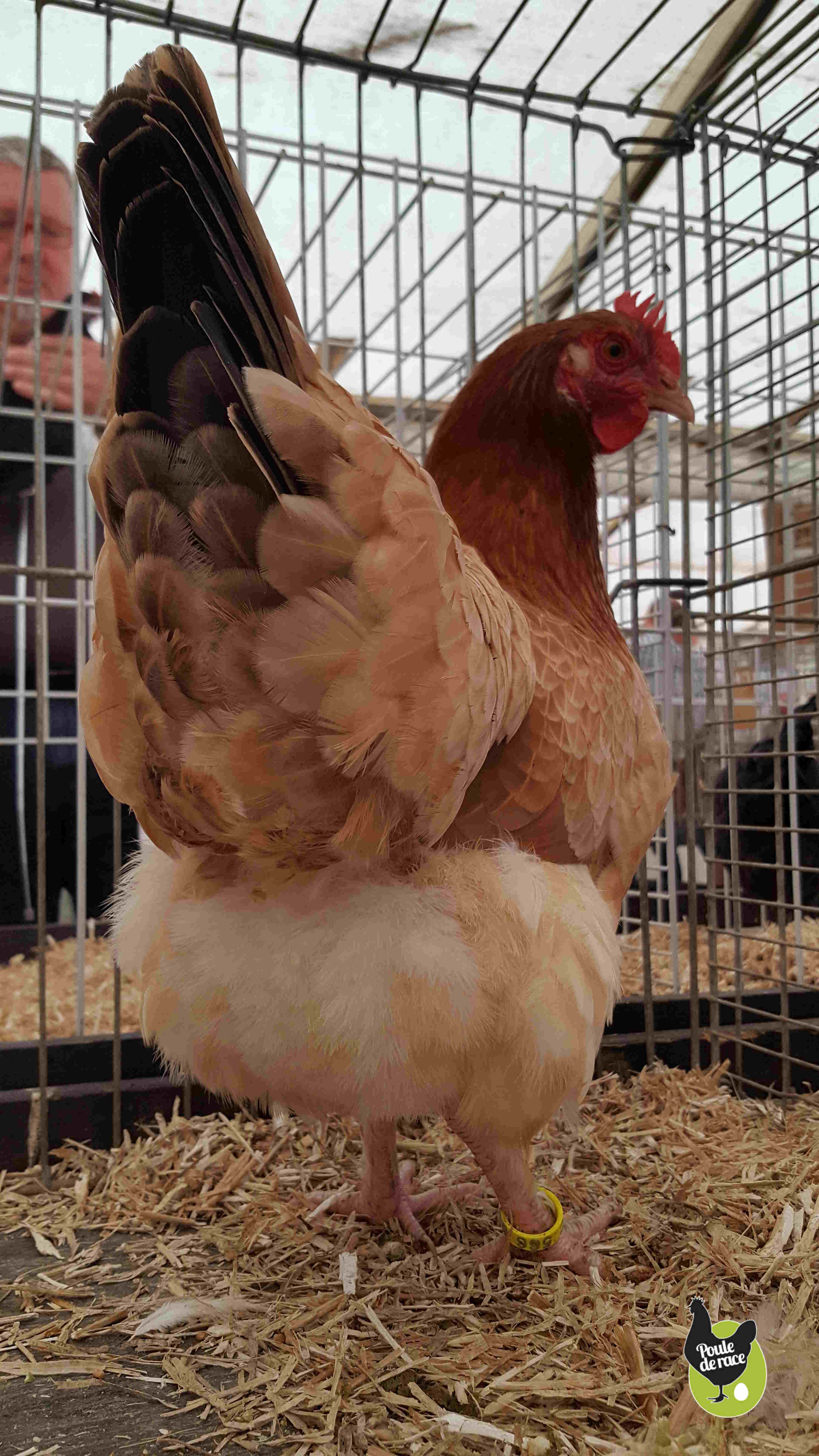 Journée de la poule de Marans en Belgique Journée de la poule de Marans en Belgique