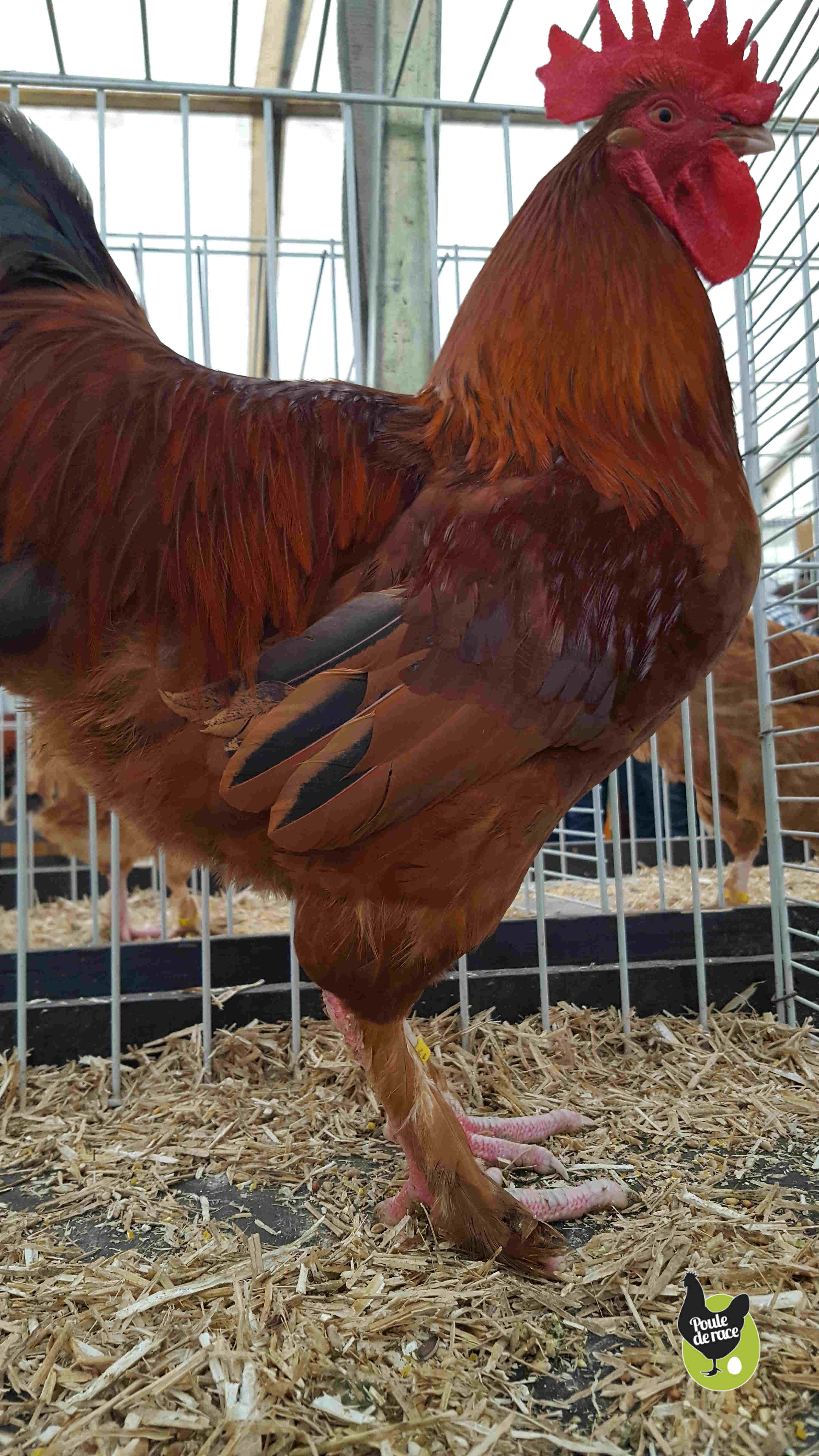 Coq Marans fauve à queue noire