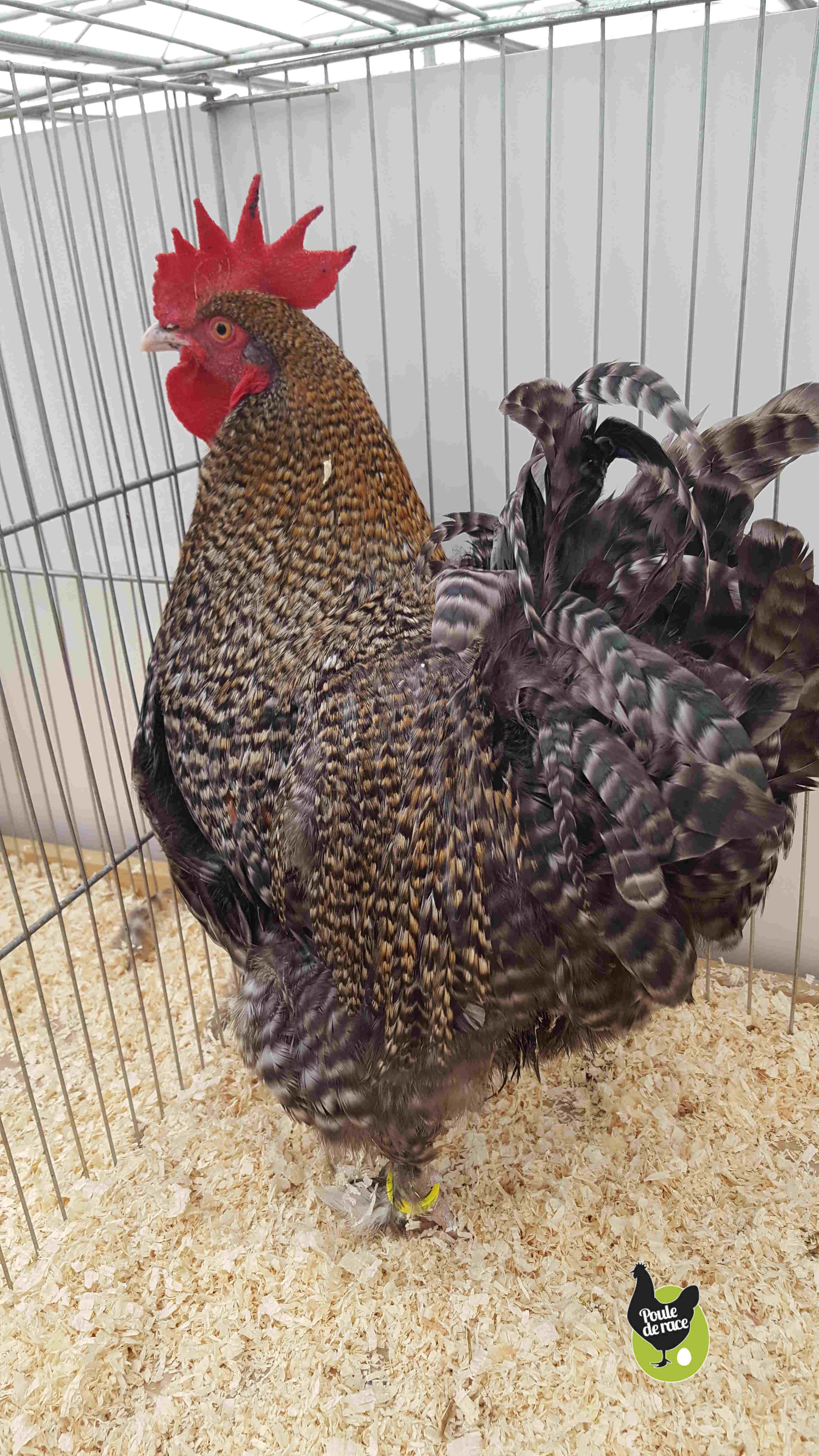 coq marans coucou à camail doré