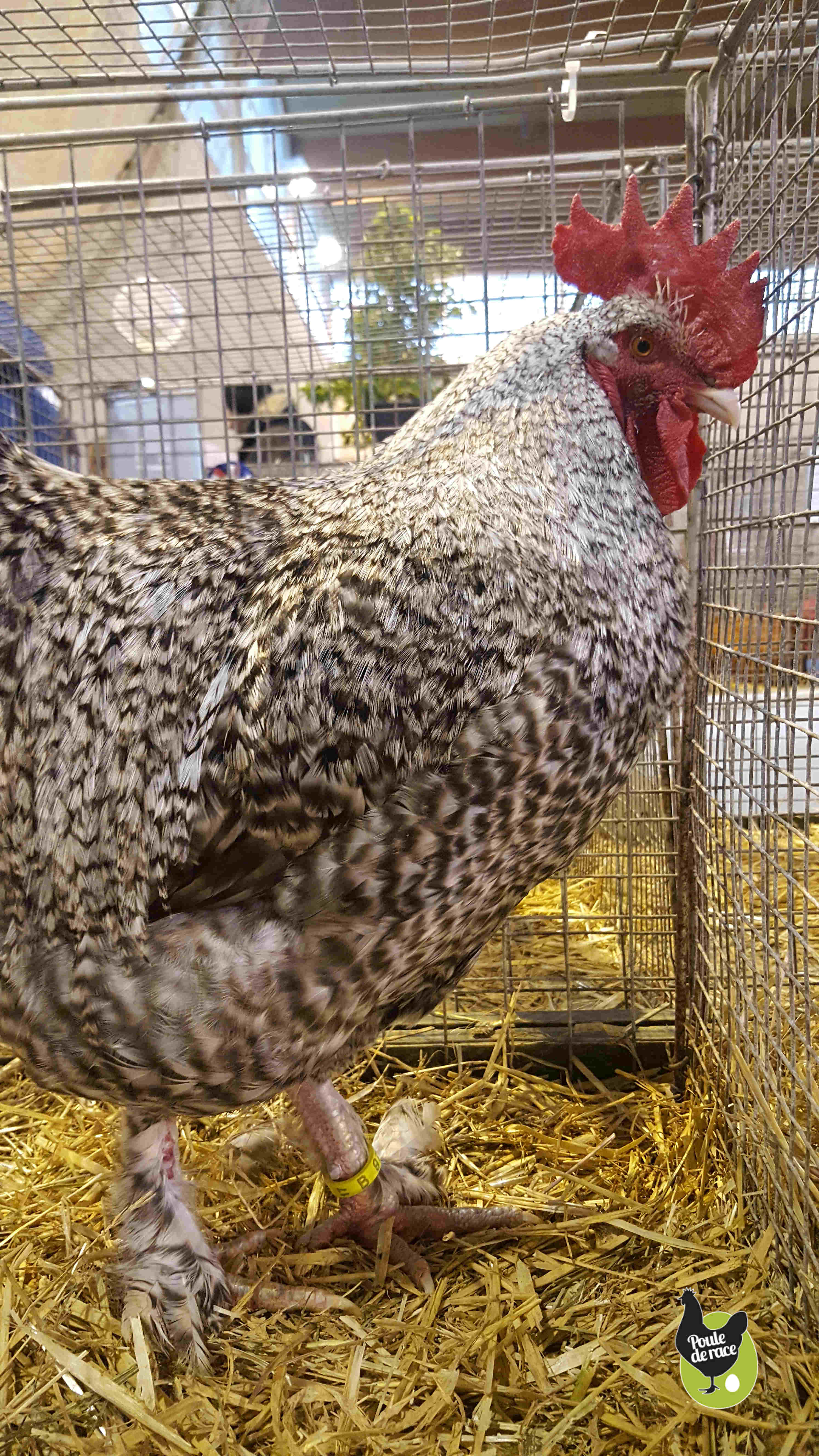 Coq Marans coucou à camail argenté champion de France Male