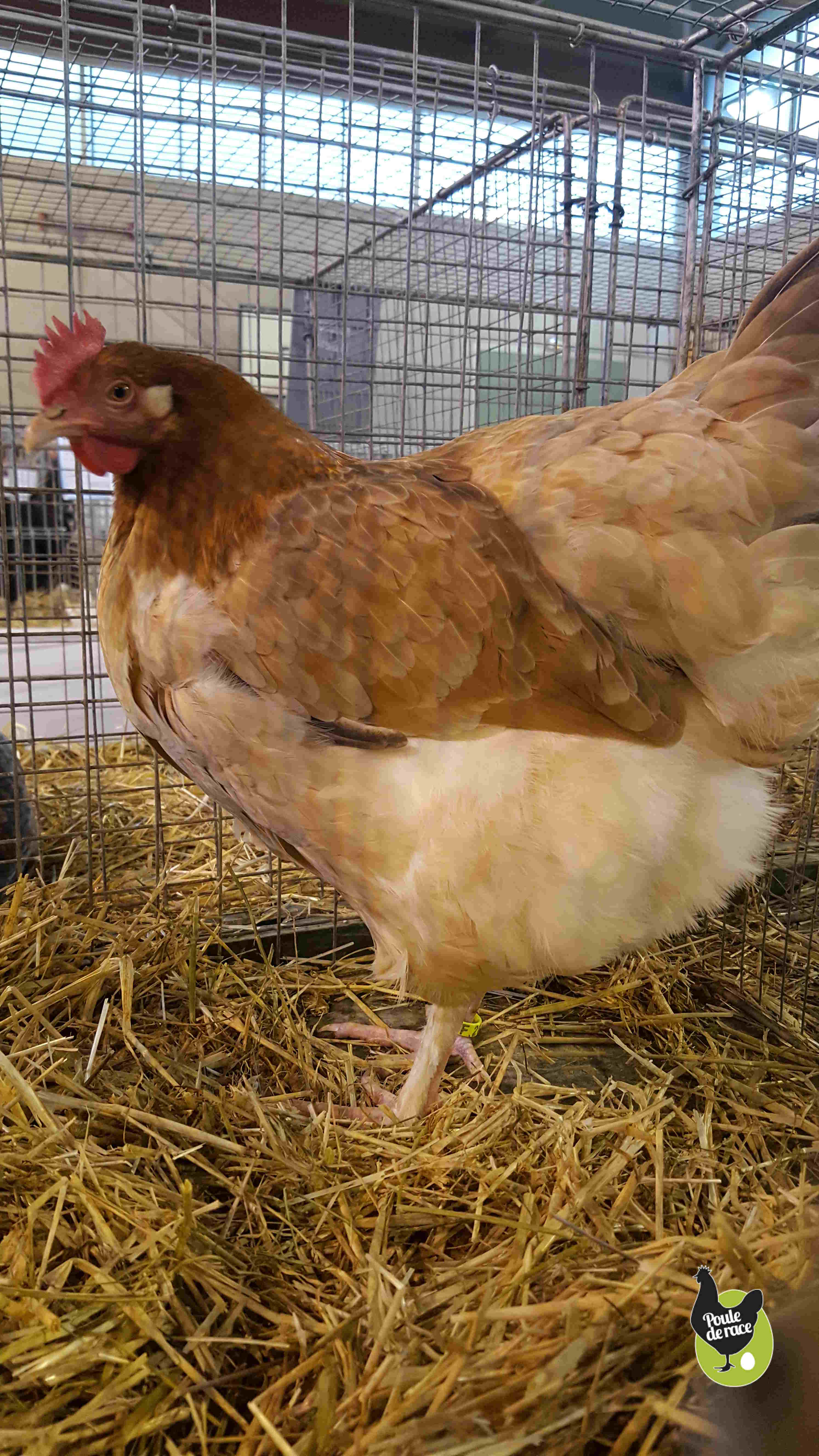 poule Marans froment doré vice championne de France dans la variété froment doré