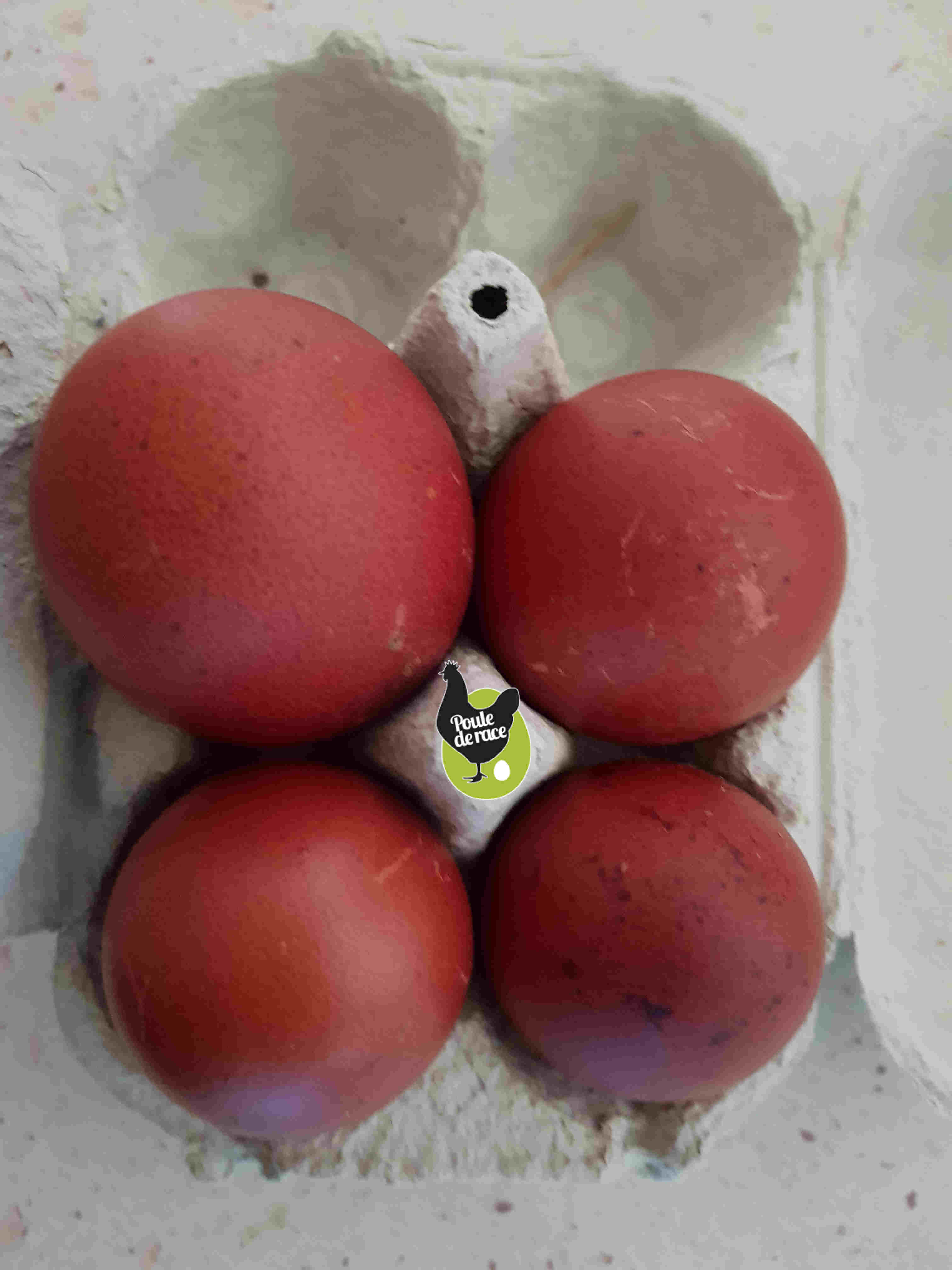 oeufs fécondés de poules de marans "noir à camail argenté"