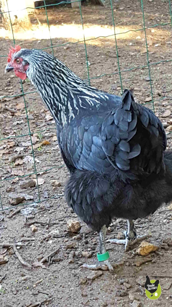 poule marans noir à camail argenté