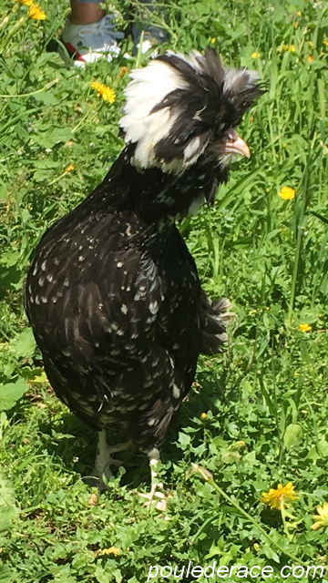 poule Houdan poule Houdan