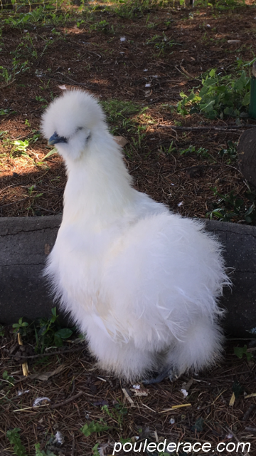 poule soie poule soie