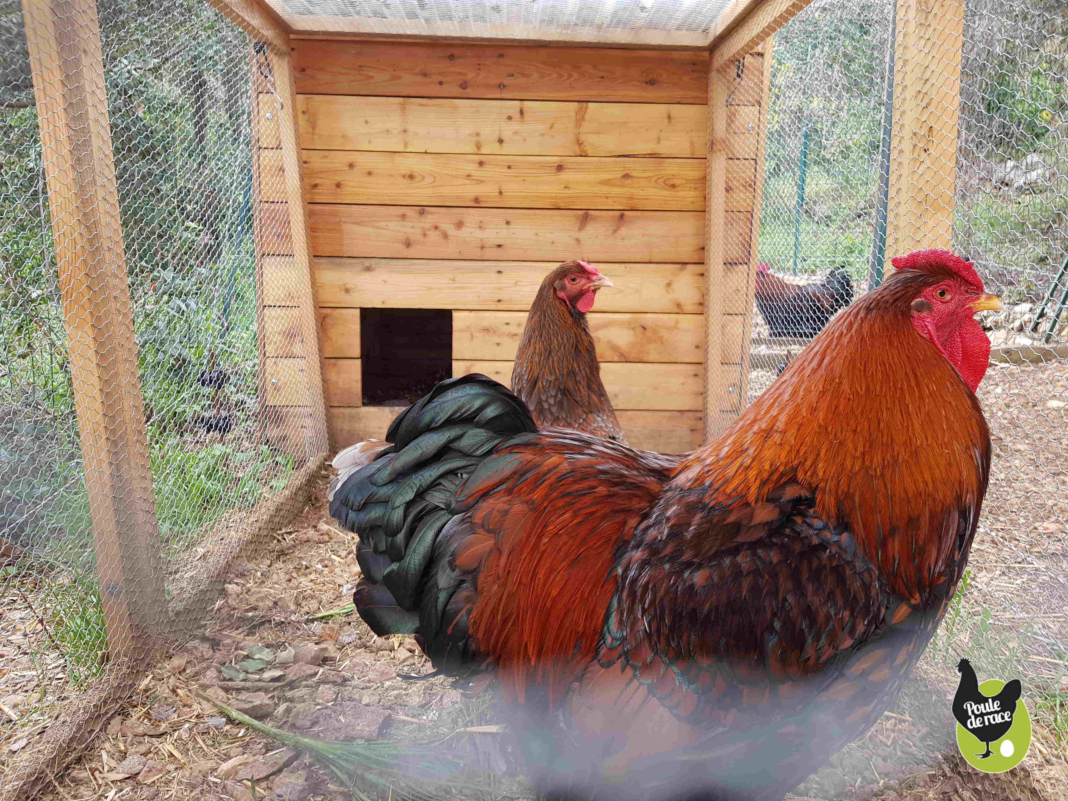 wyandotte doré liseré noir wyandotte doré liseré noir