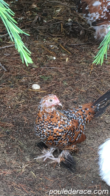 poule sabelpoot millefleur poule sabelpoot millefleur