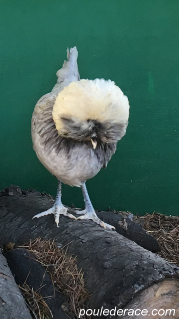 poule hollandaise poule hollandaise