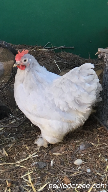 poule pekin grise poule pekin grise