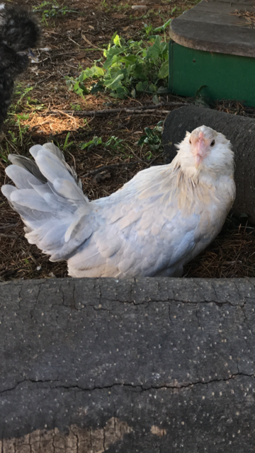 poule barbue duccle poule barbue duccle