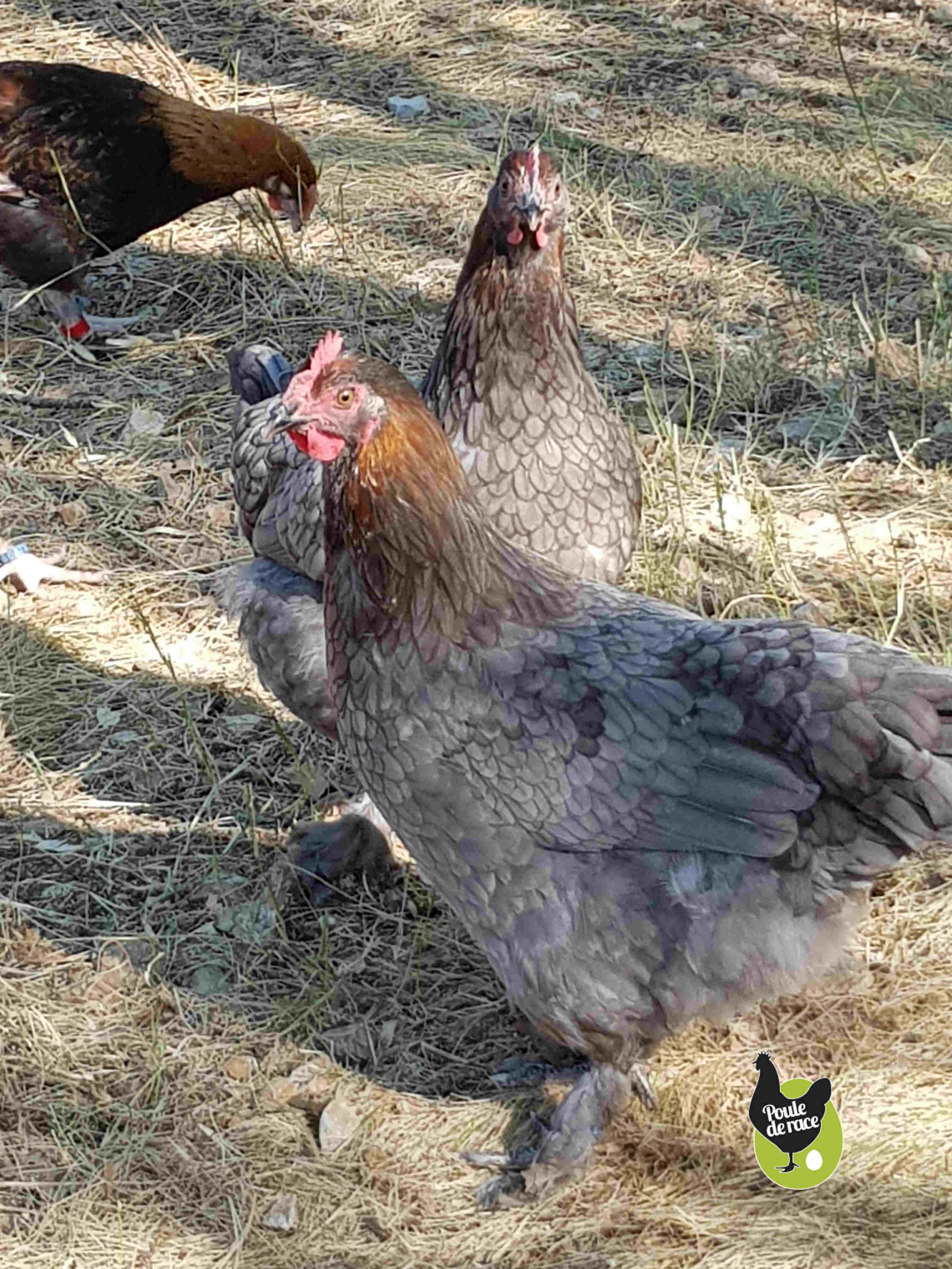 marans bleu à camail cuivré