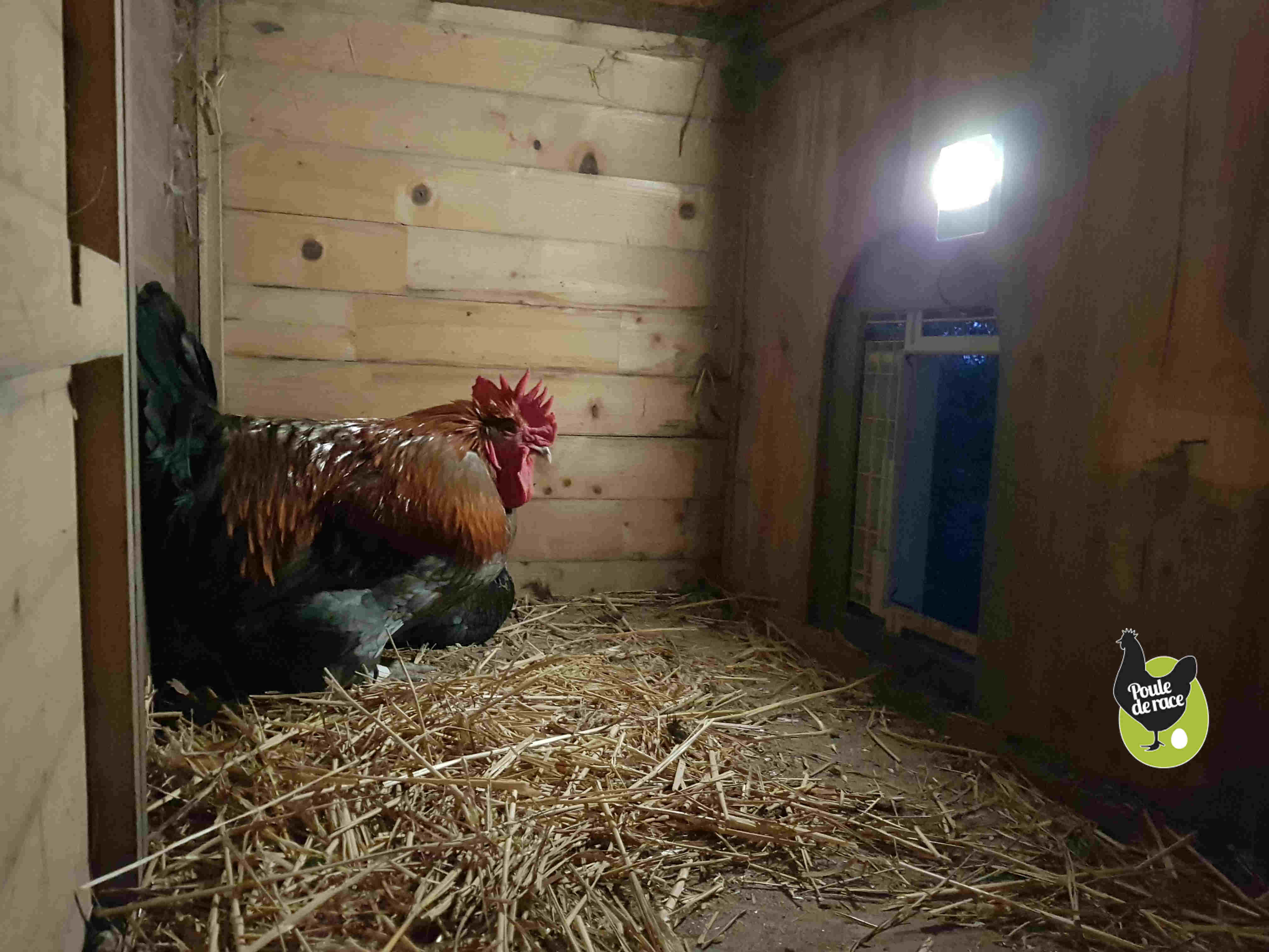 la lampe éclairant l'intérieur du poulailler permet aux poules d'aller se coucher avant la fermeture de la porte.