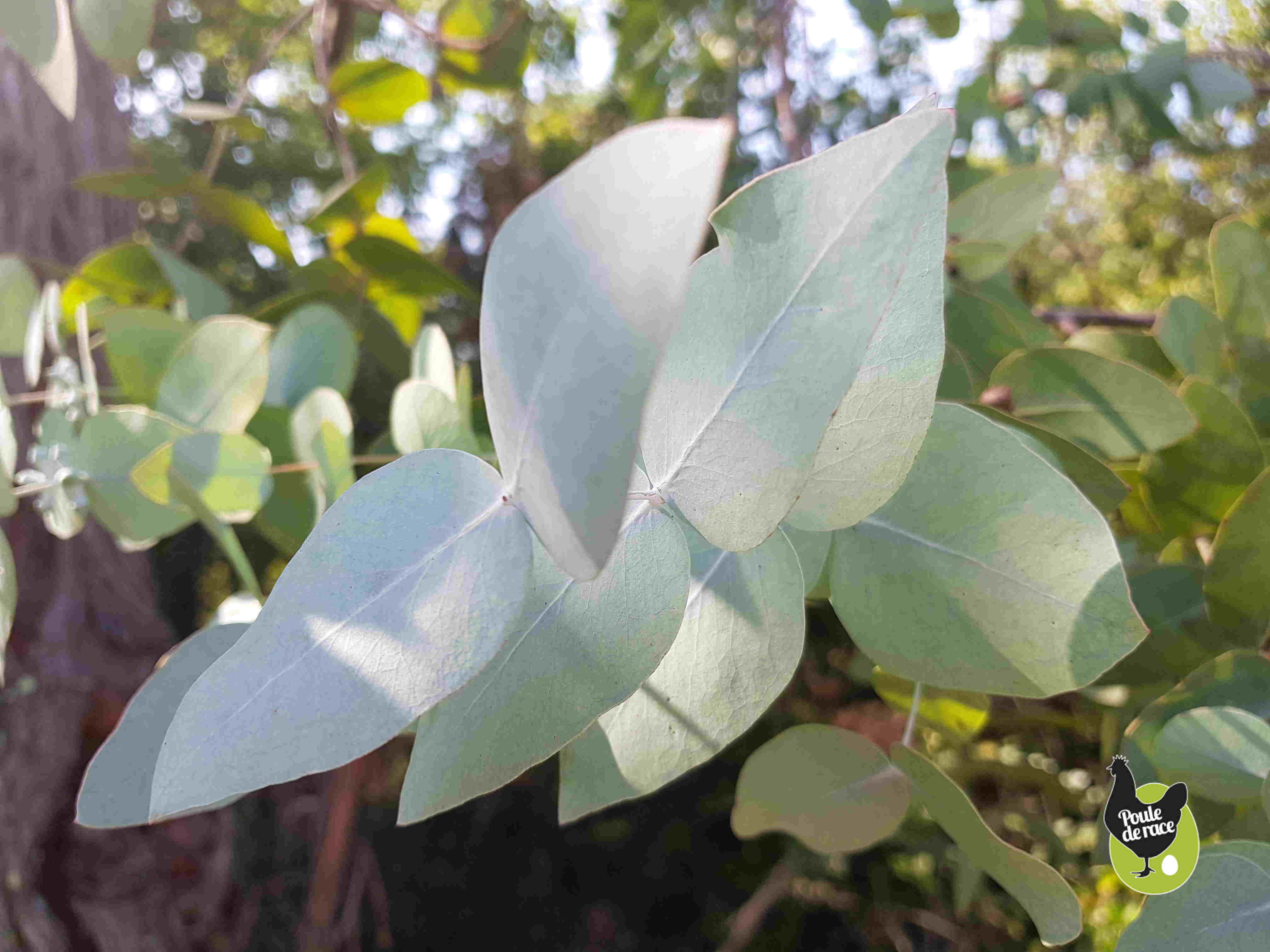 les infusions d'eucalyptus pour les problemes respiratoires