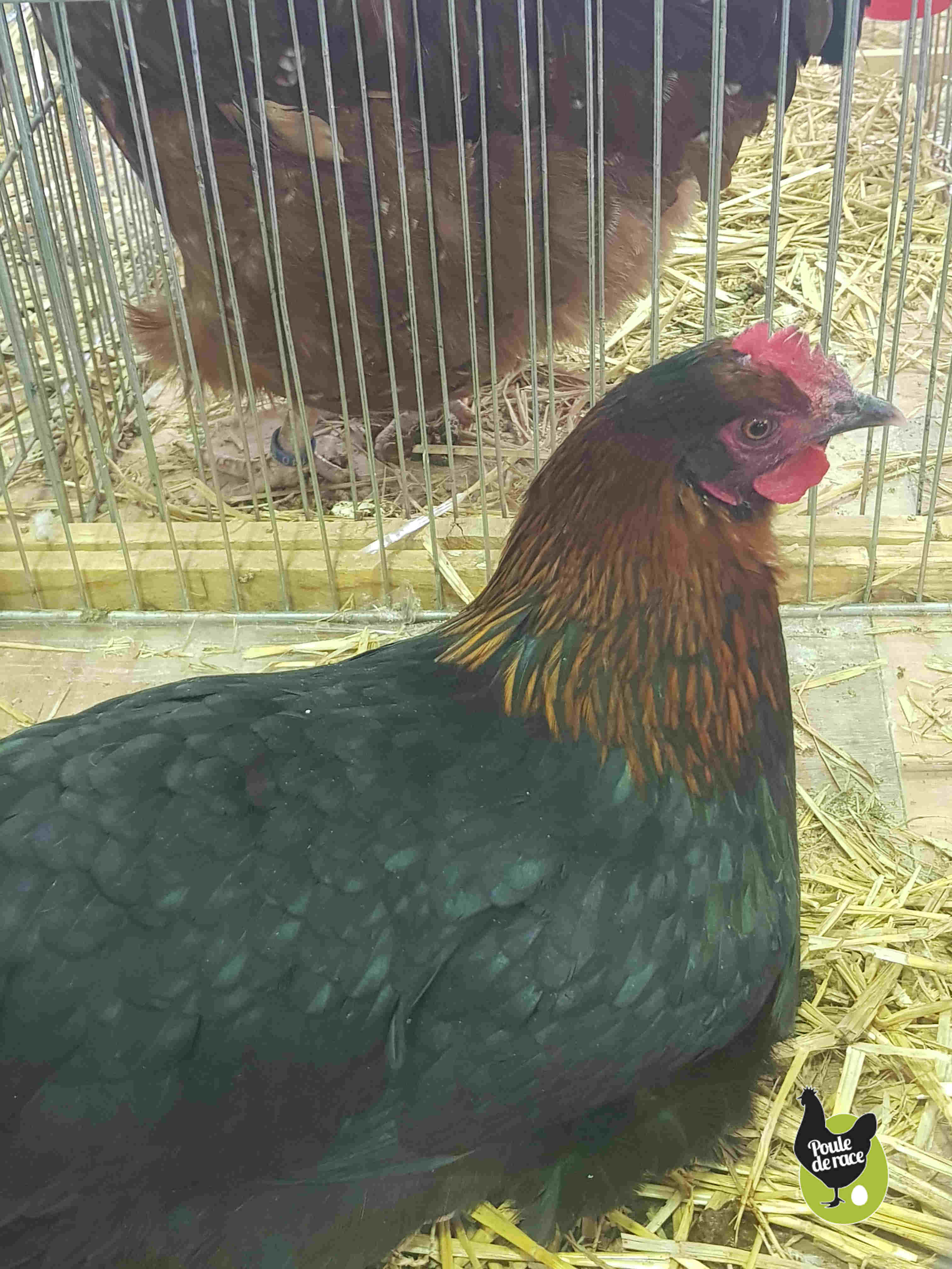 poule marans noir à camail cuivré