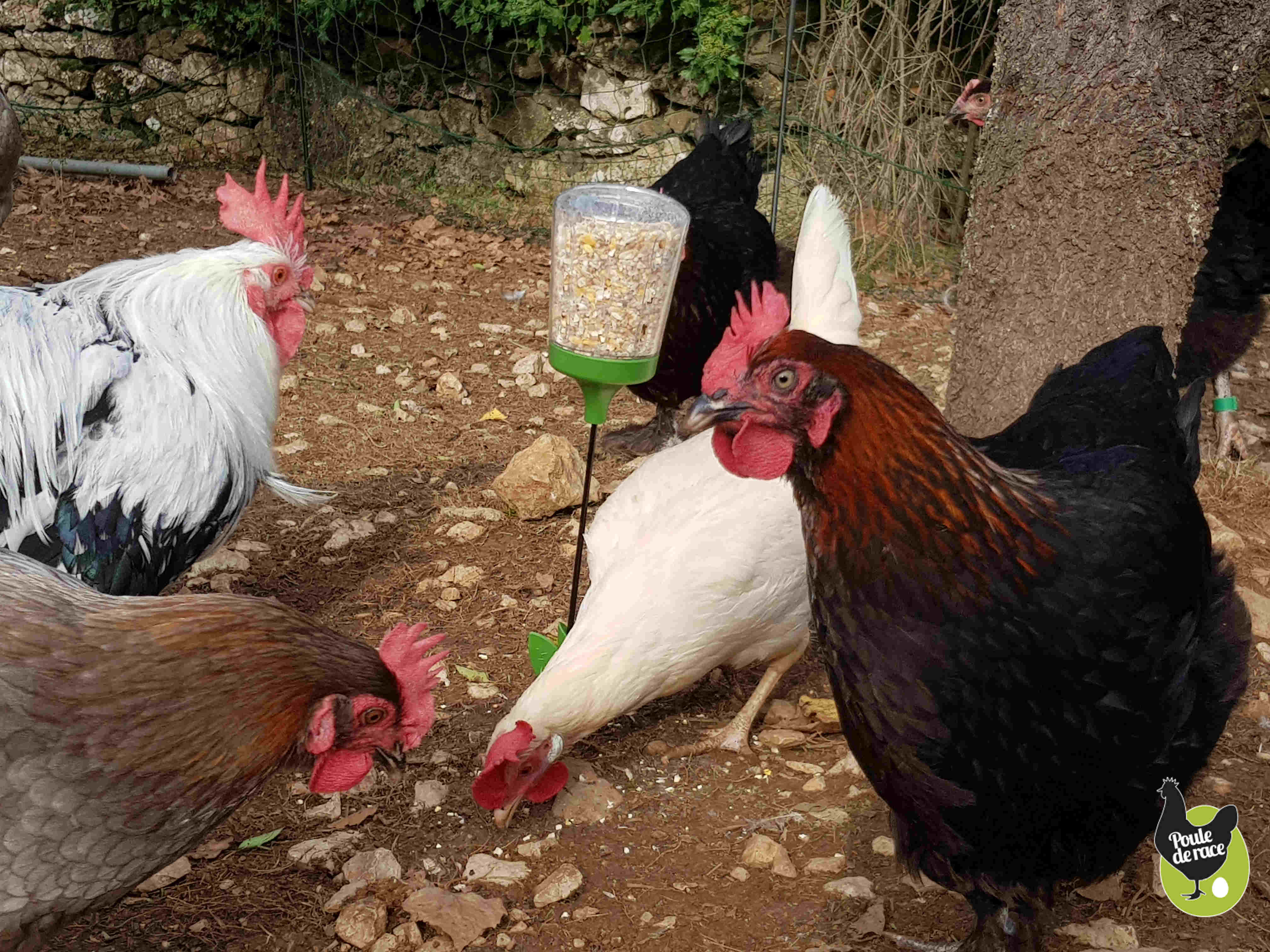 jouets à picorer pour poules