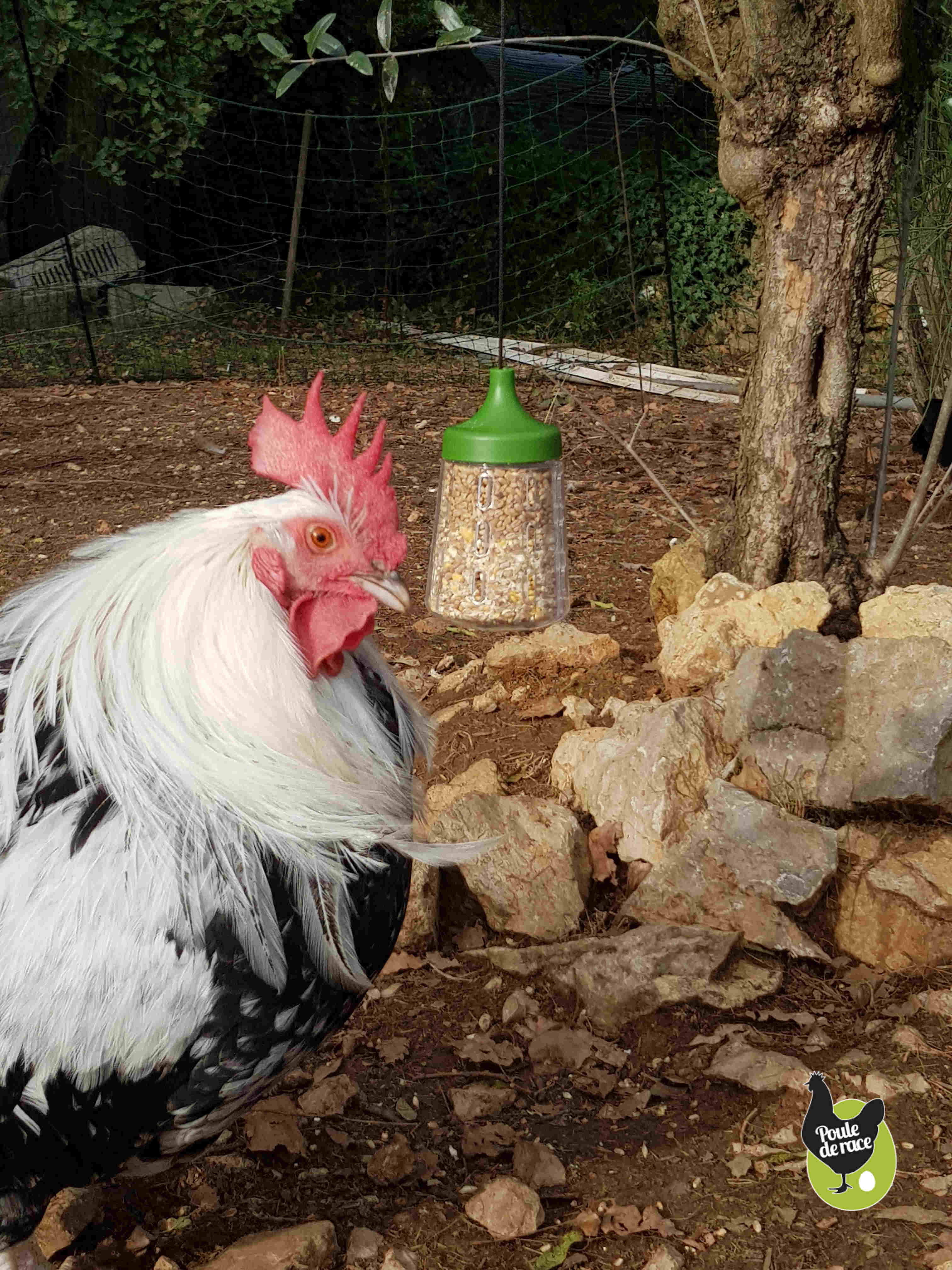 jouet pour poule pondeuse