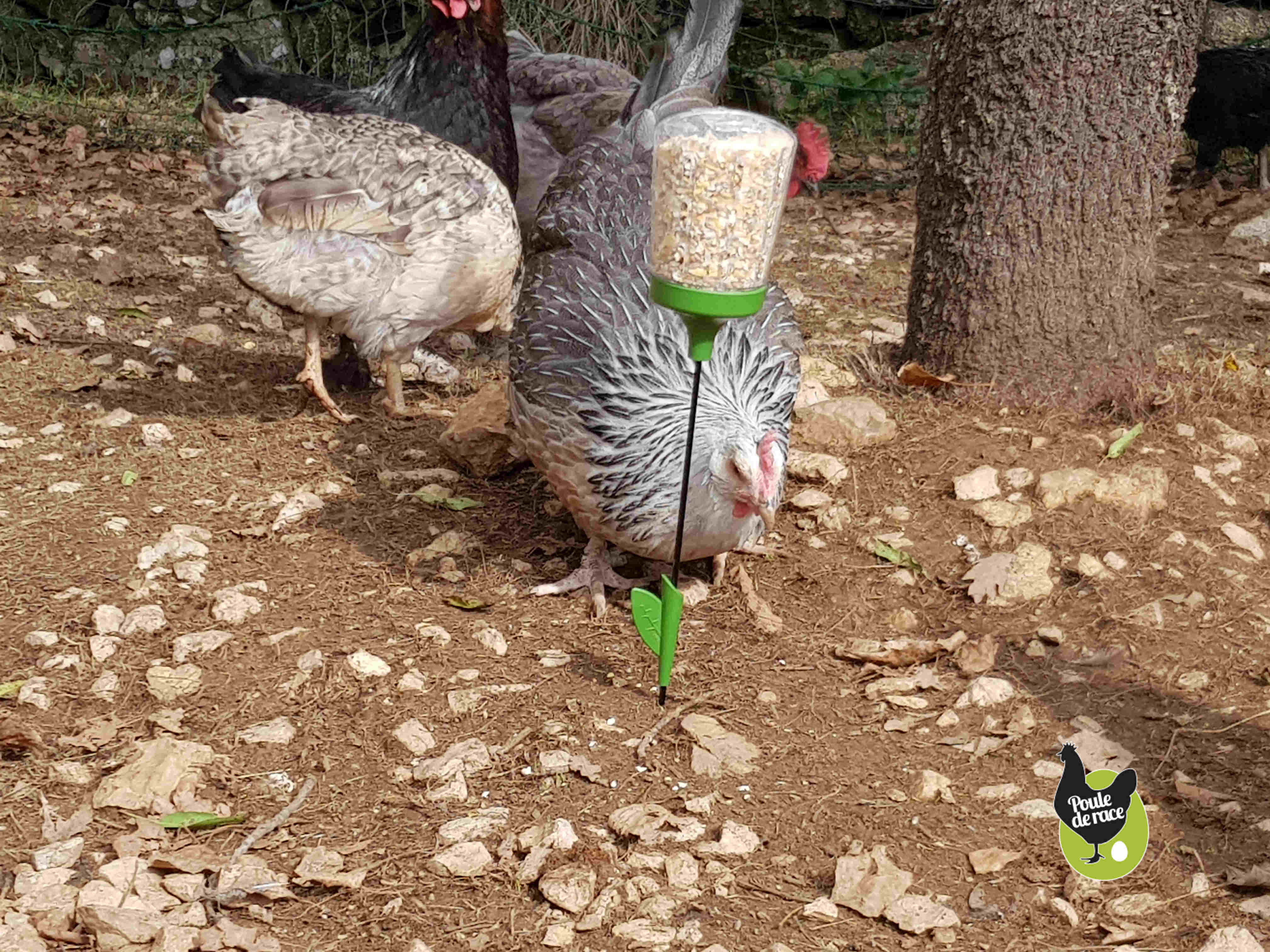 jouet pour poule pondeuse