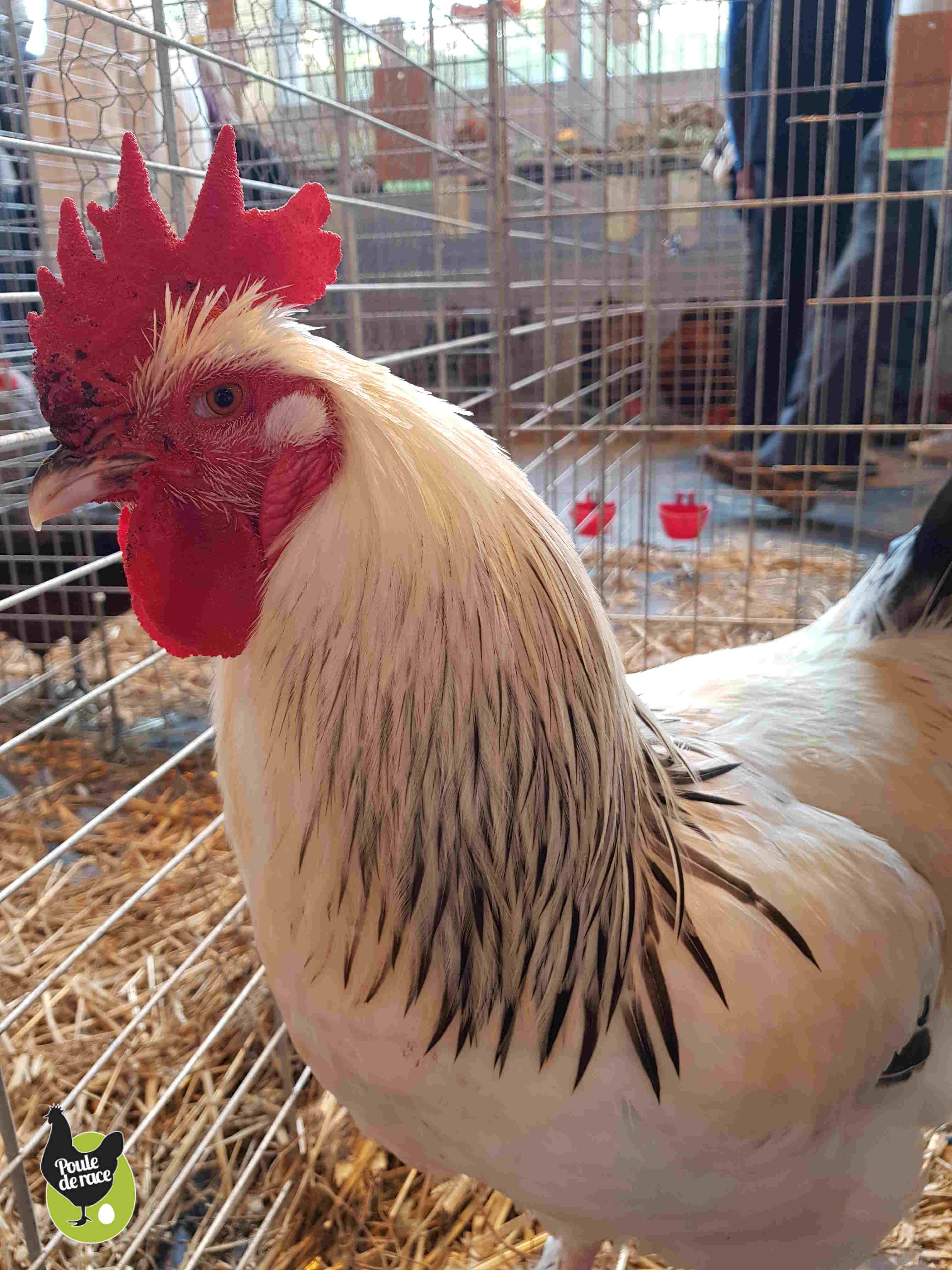 Coq Marans herminé noir Coq Marans herminé noir