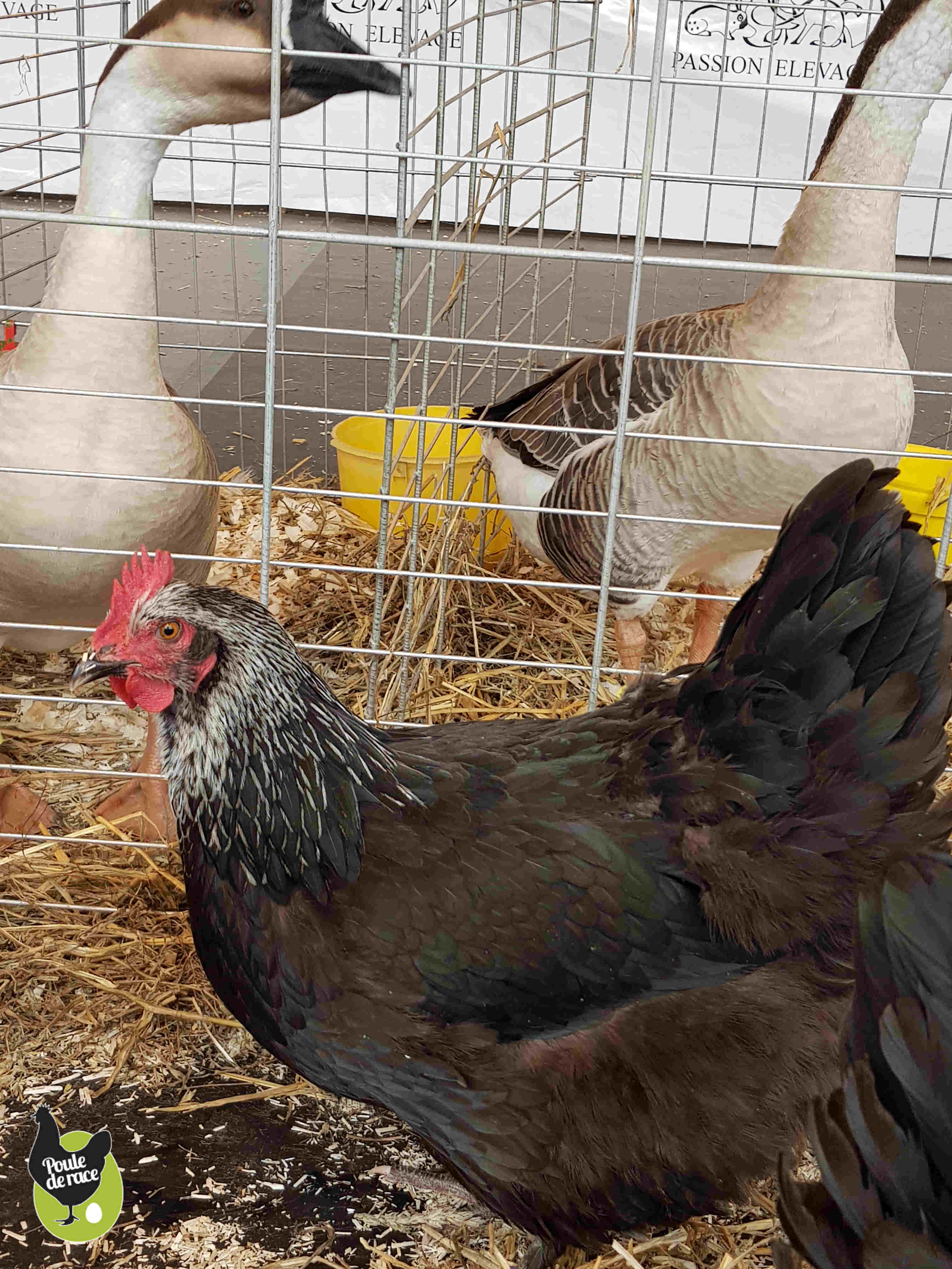 poule Marans noir à camail argenté de chez poulederace.com