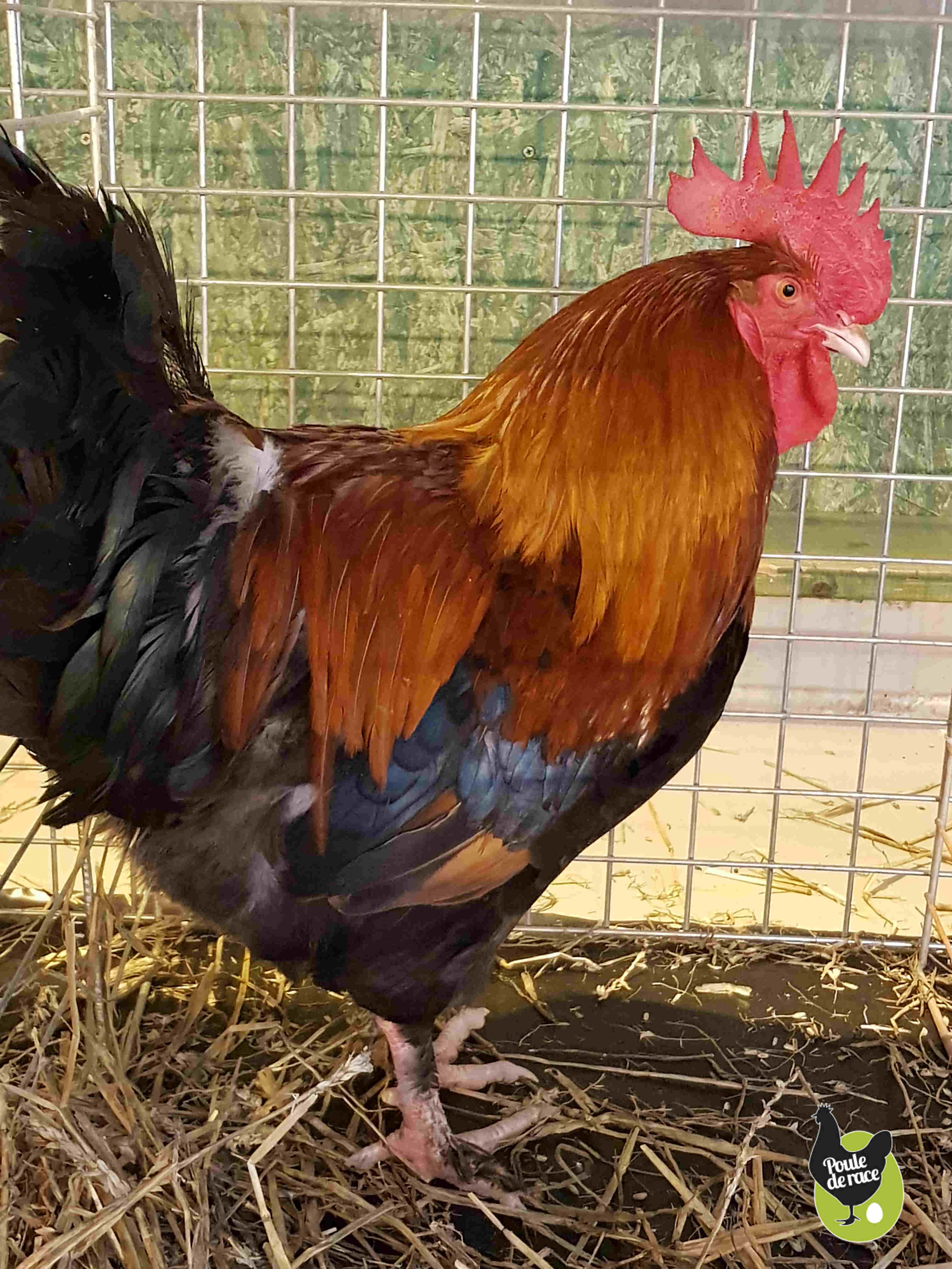 Coq Marans froment vice champion régional de chez poulederace.com Coq Marans froment vice champion régional de chez poulederace.com