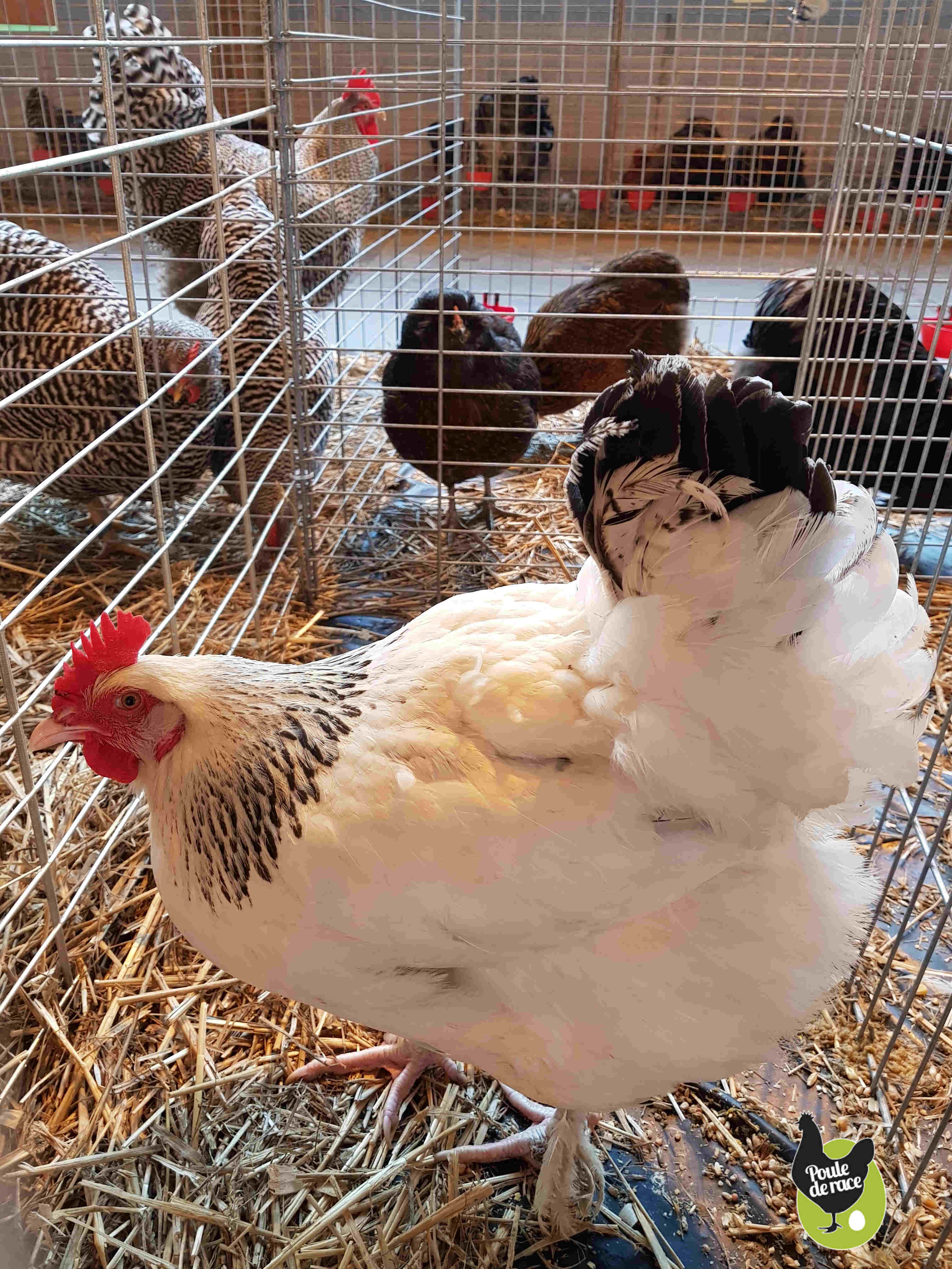 poule Marans herminé noir poule Marans herminé noir