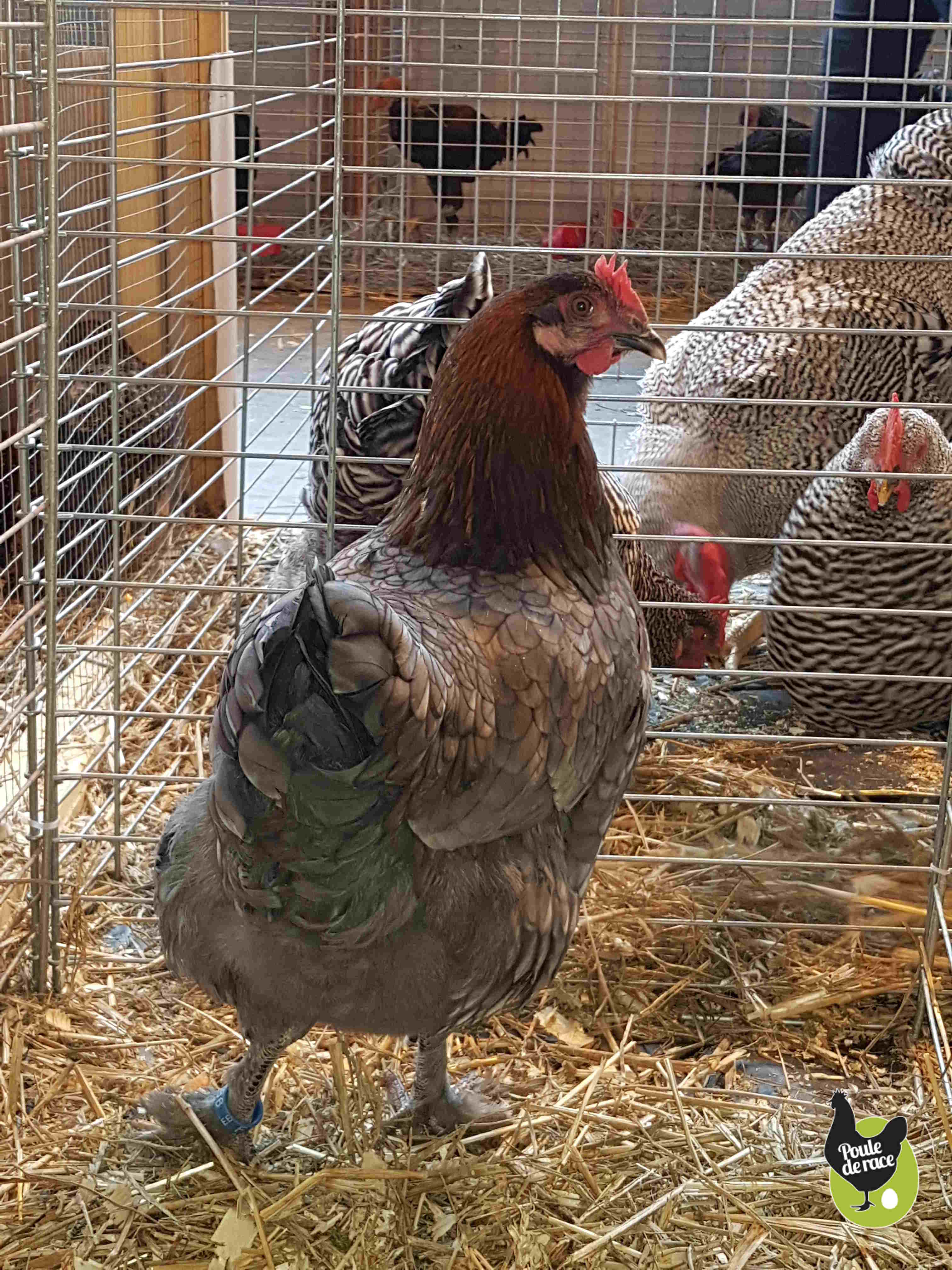 poule Marans bleu à camail cuivré de chez poulederace.com