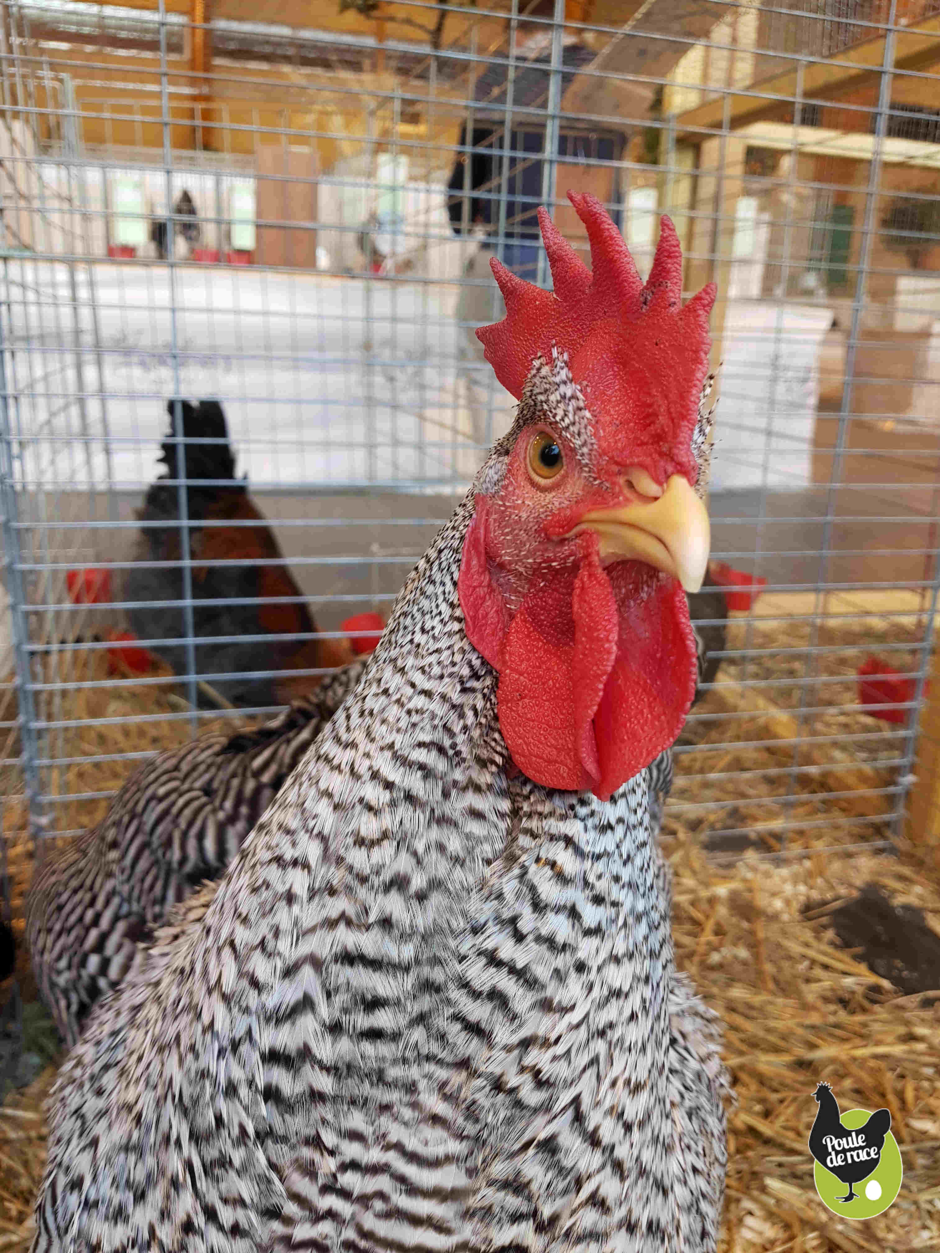 coq amrocks barré coq amrocks barré