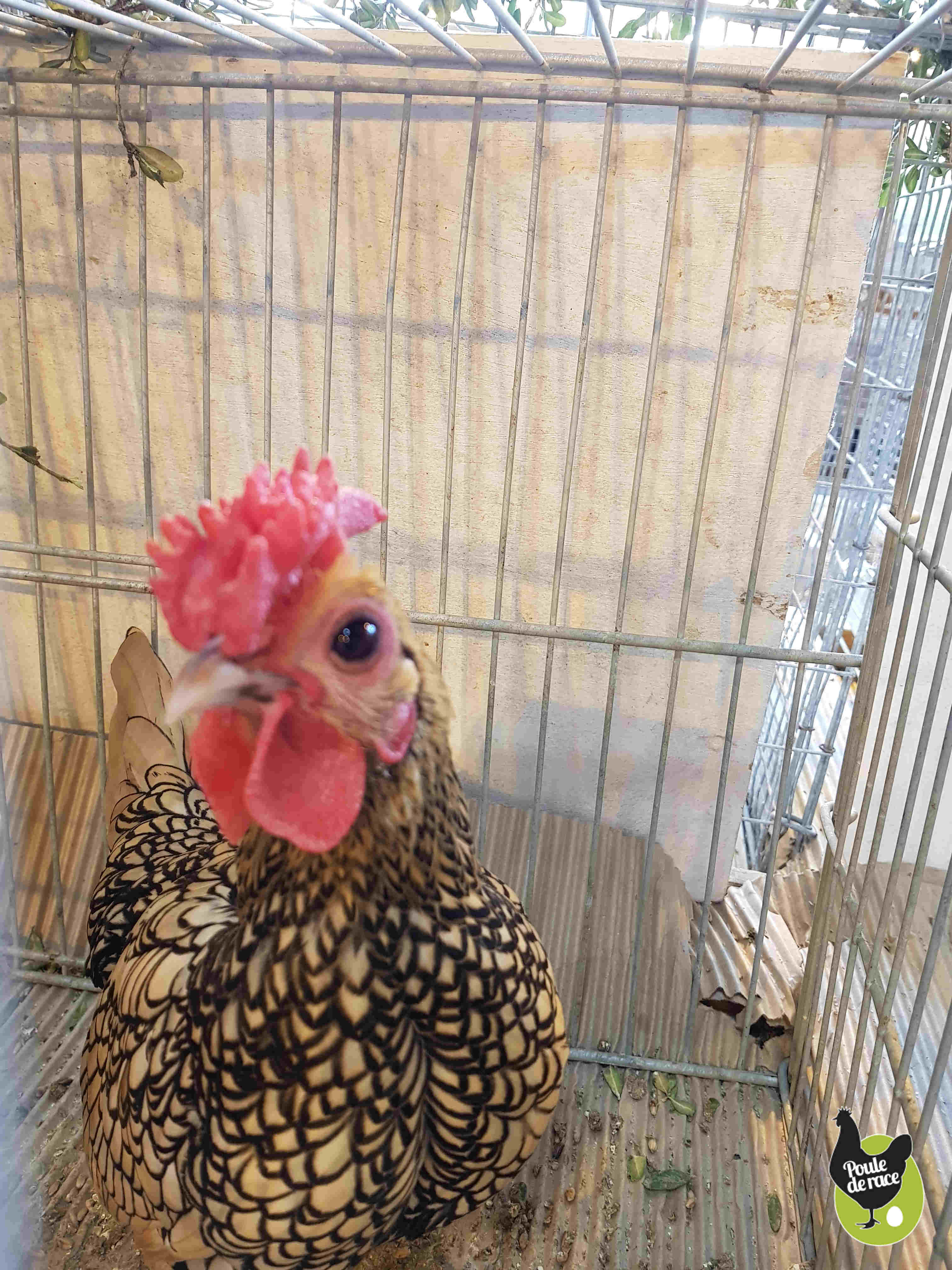 coq sebright citon coq sebright citon