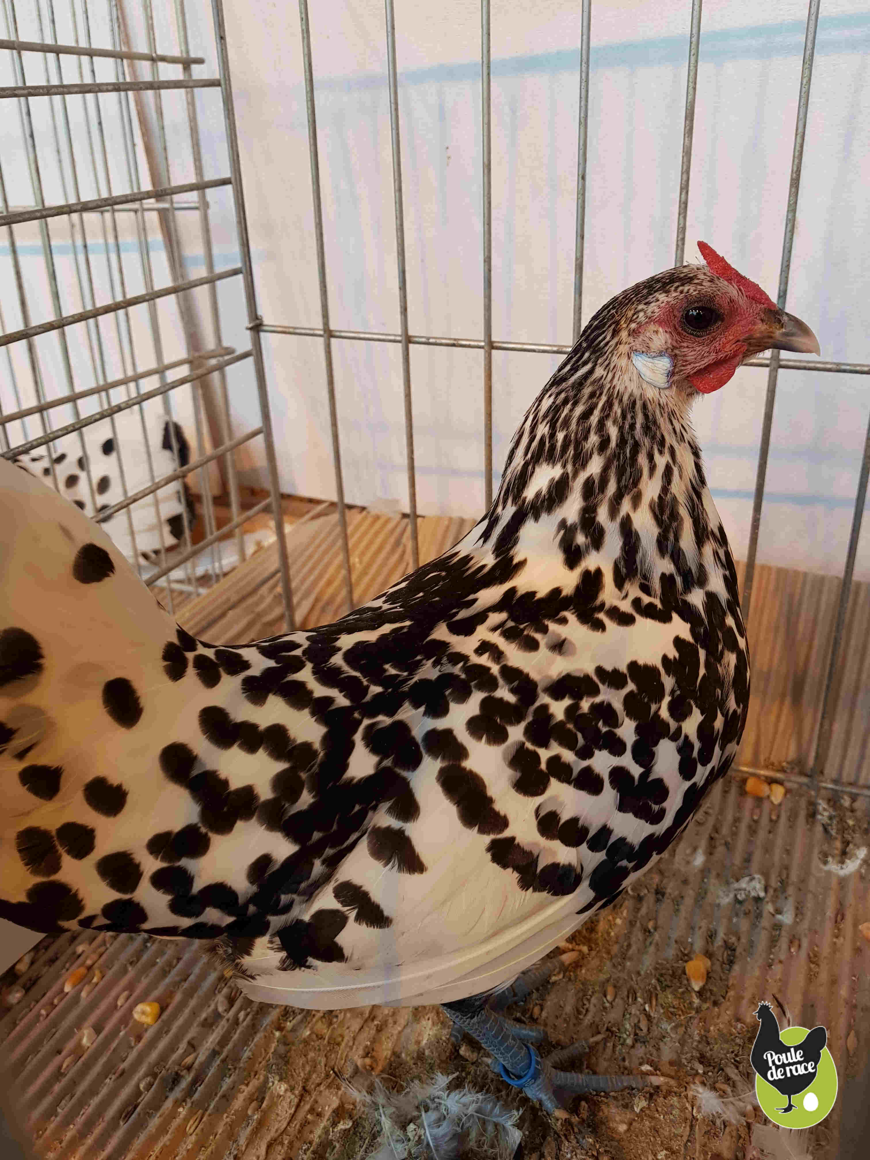 poule hambourg pailleté argenté poule hambourg pailleté argenté