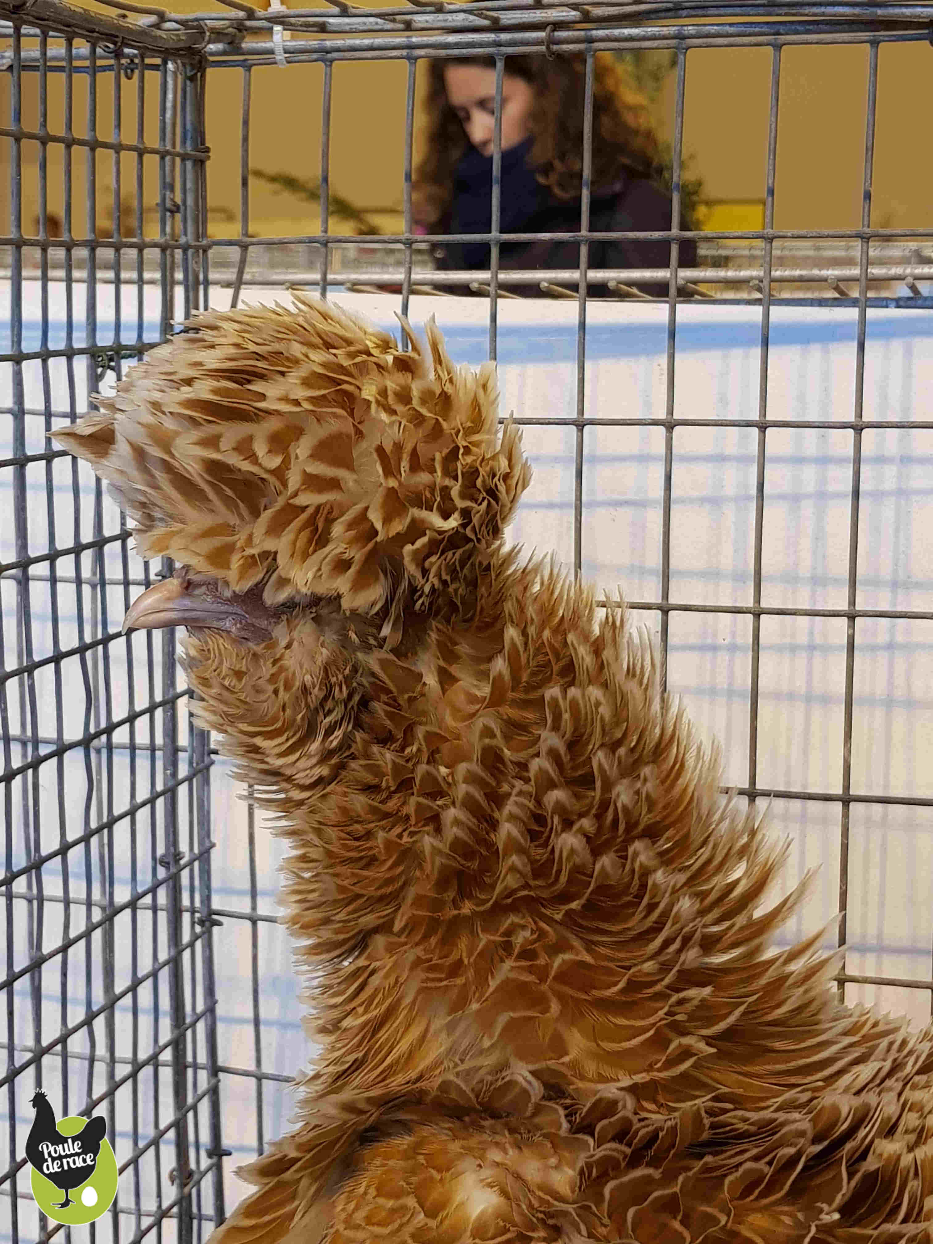 poule naine padoue chamois poule naine padoue chamois