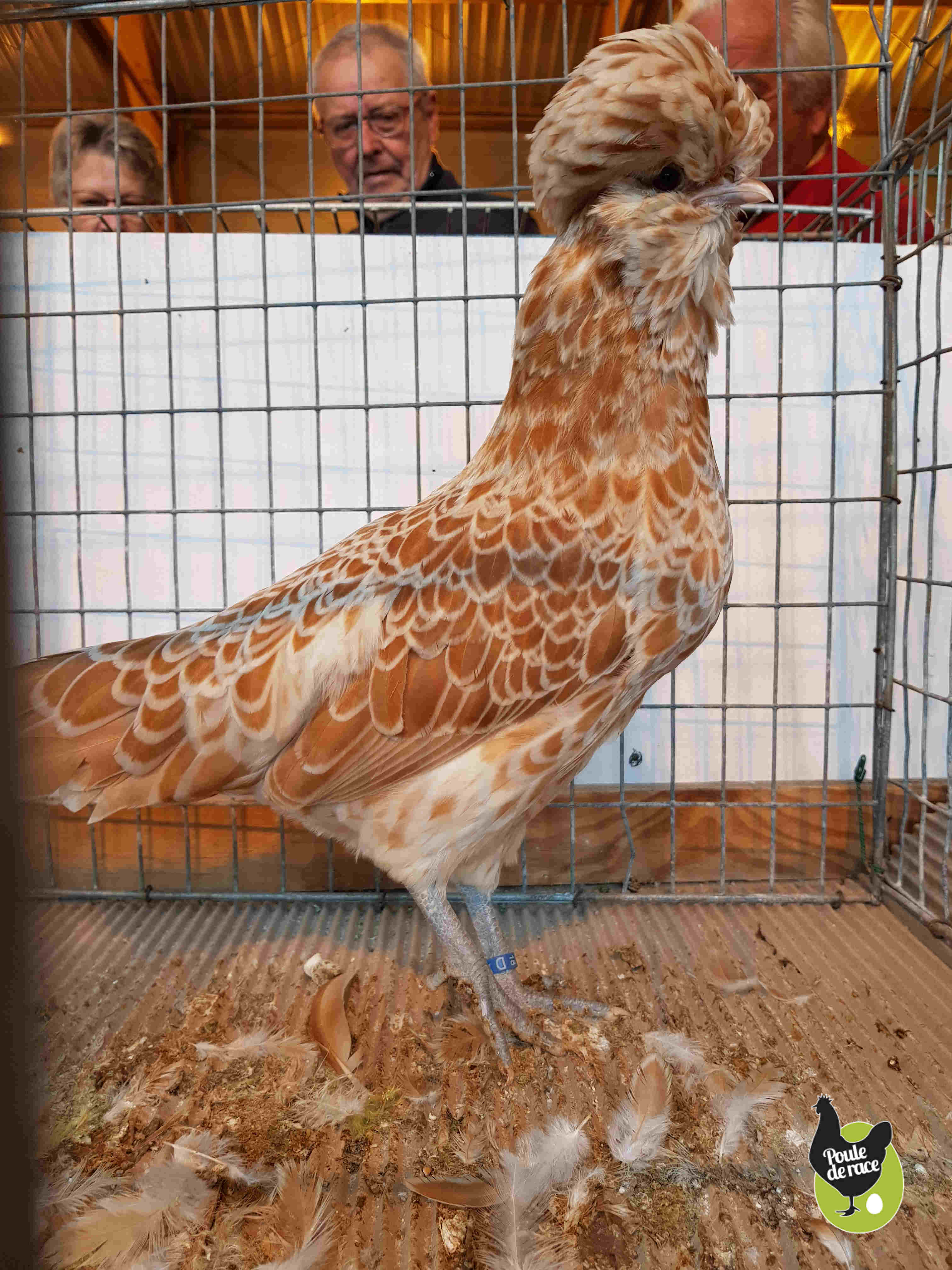 poule naine padoue chamois poule naine padoue chamois