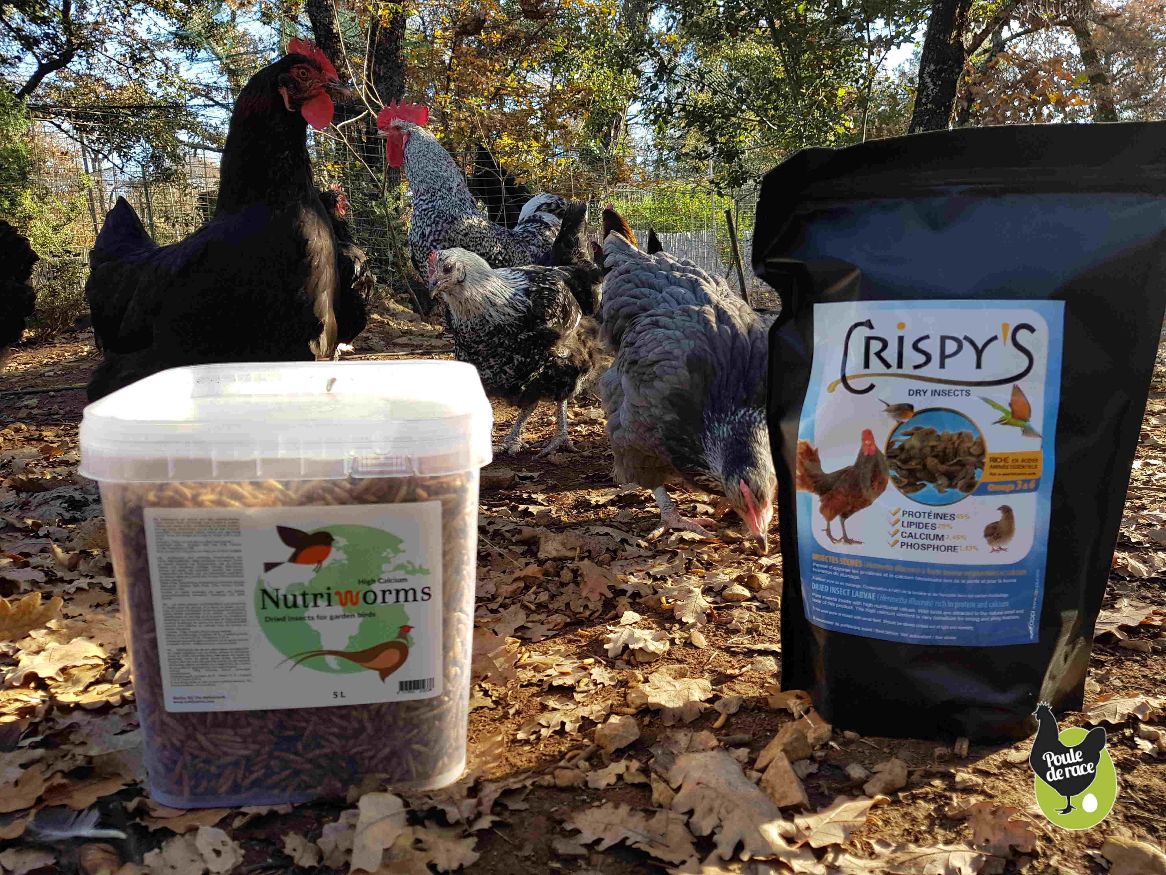 Des insectes pour nos poules