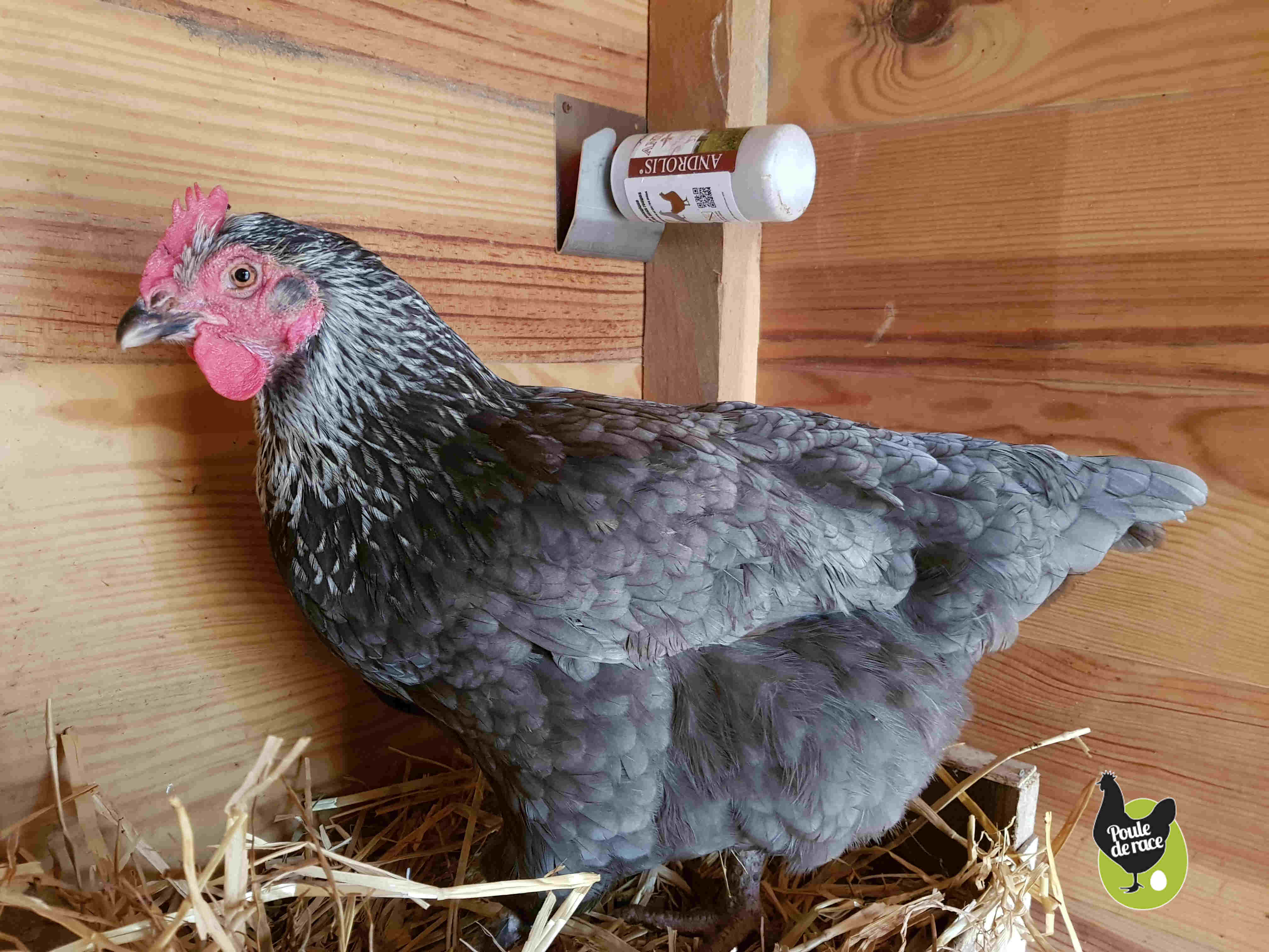 Lutte Biologique Contre Les Poux Rouges Lutte Biologique Contre Les Poux Rouges