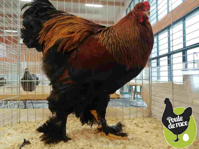 coq Brahma perdrix doré