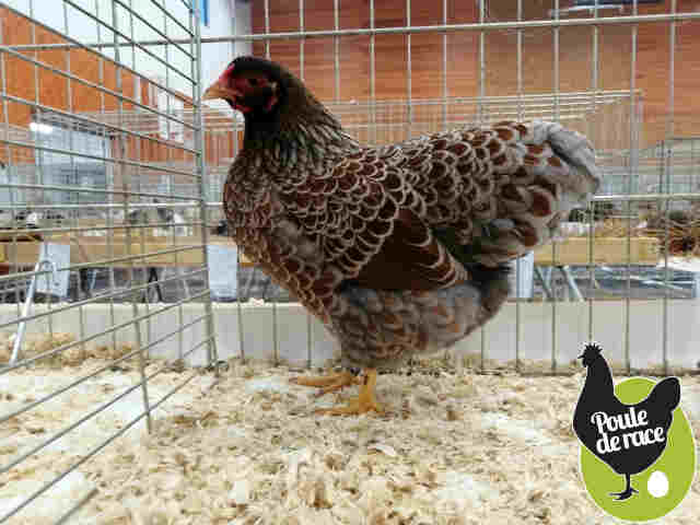 poule wyandotte doré liseré bleu