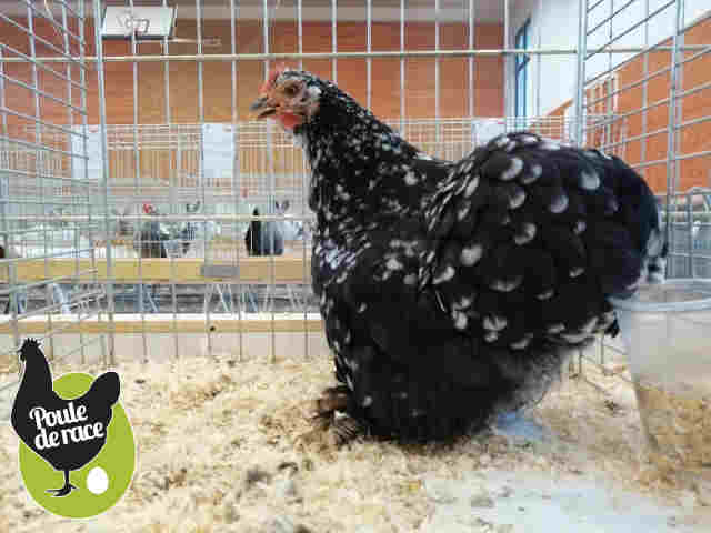 poule-pekin-noir-cailloute-blanc