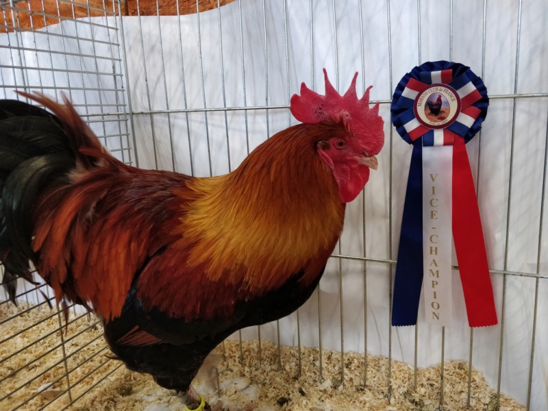 coq marans froment vice champion régional