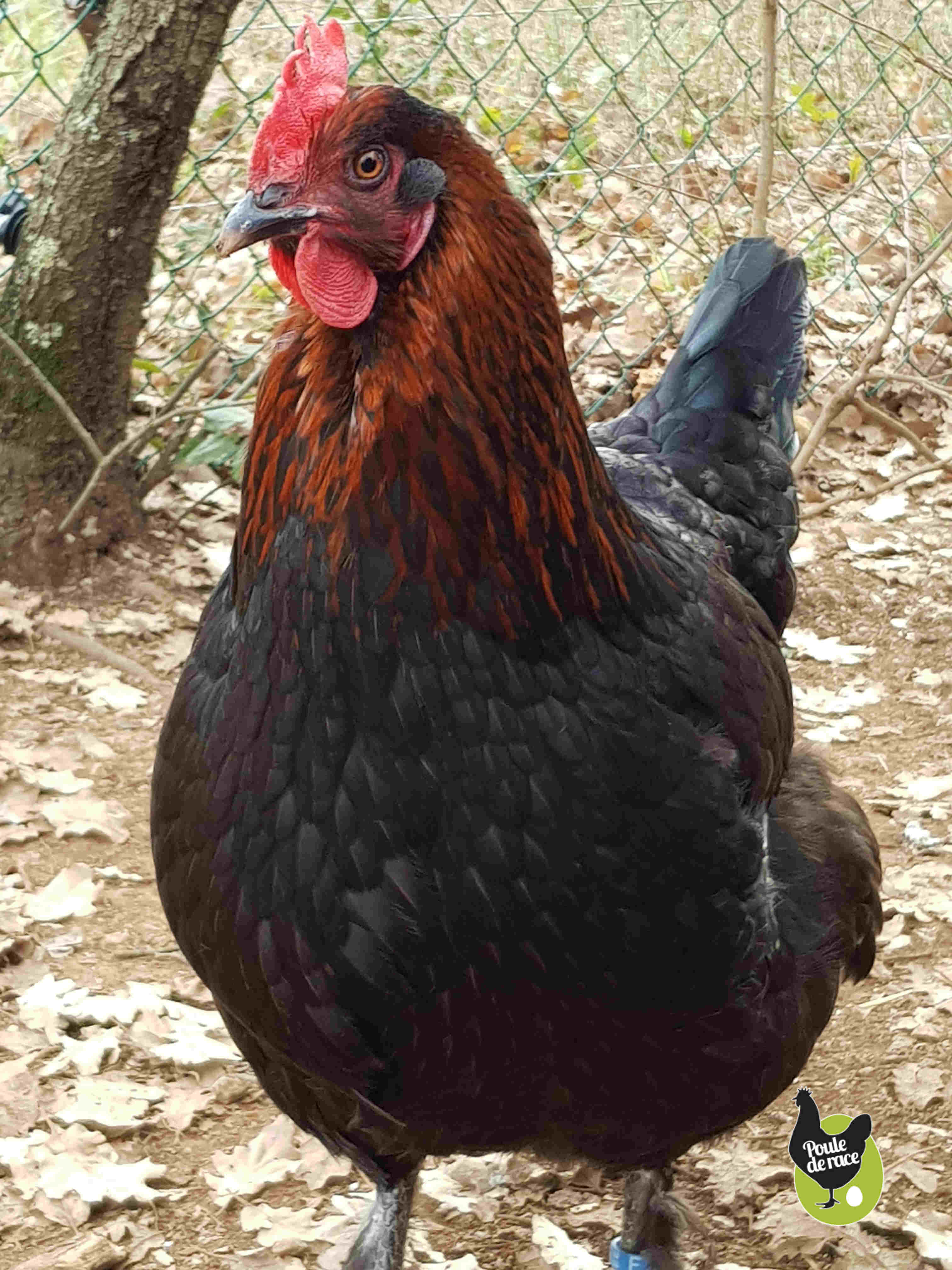 poule marans " noir à camail cuivré" tres beau camail !